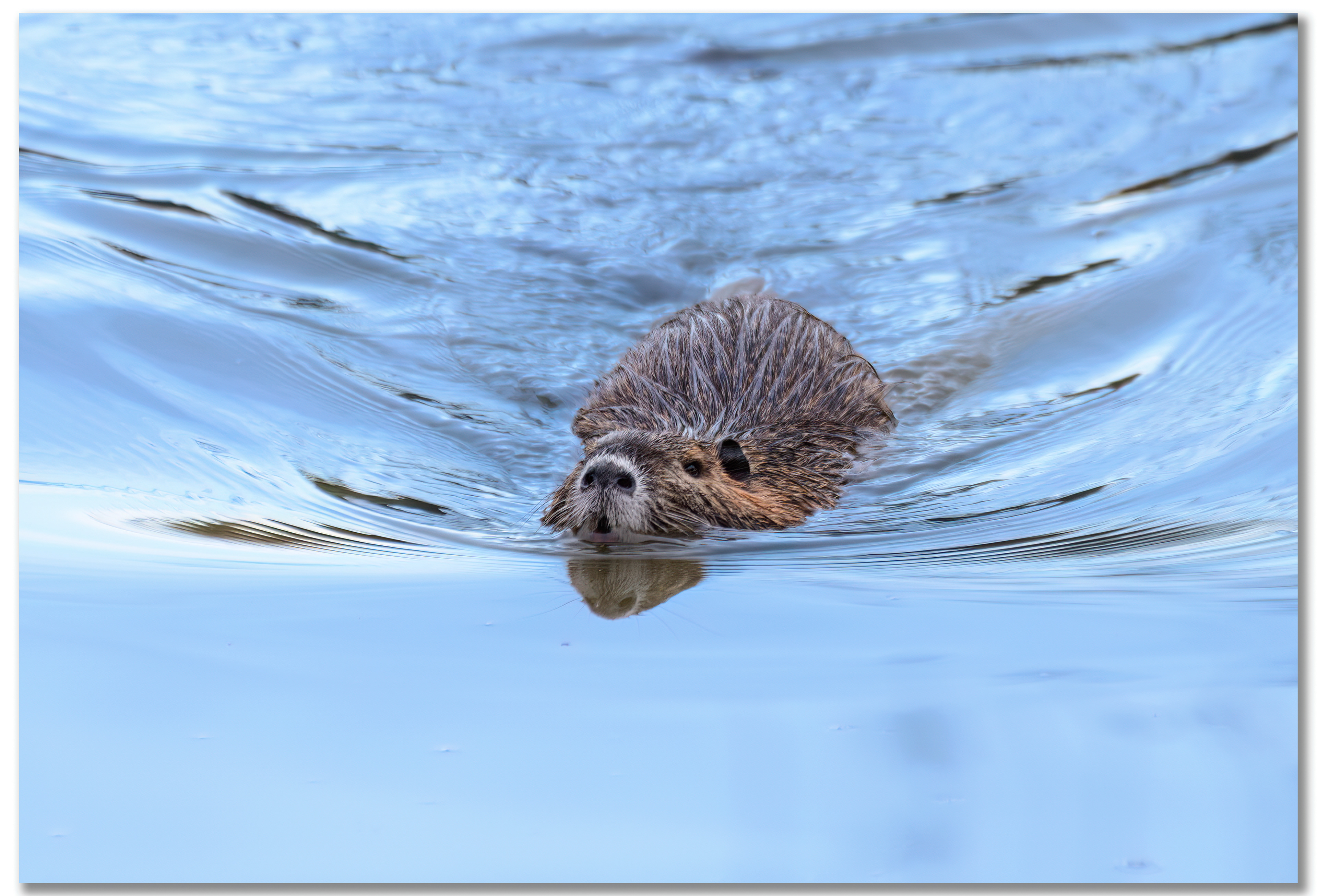 Ragondin - Myocastor Coypus