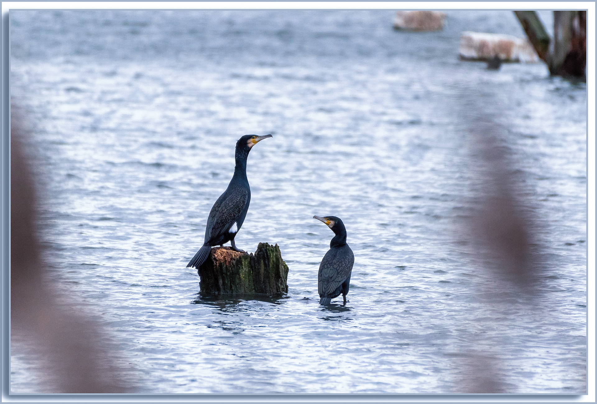 Grand Cormoran - Phalacrocorax carbo