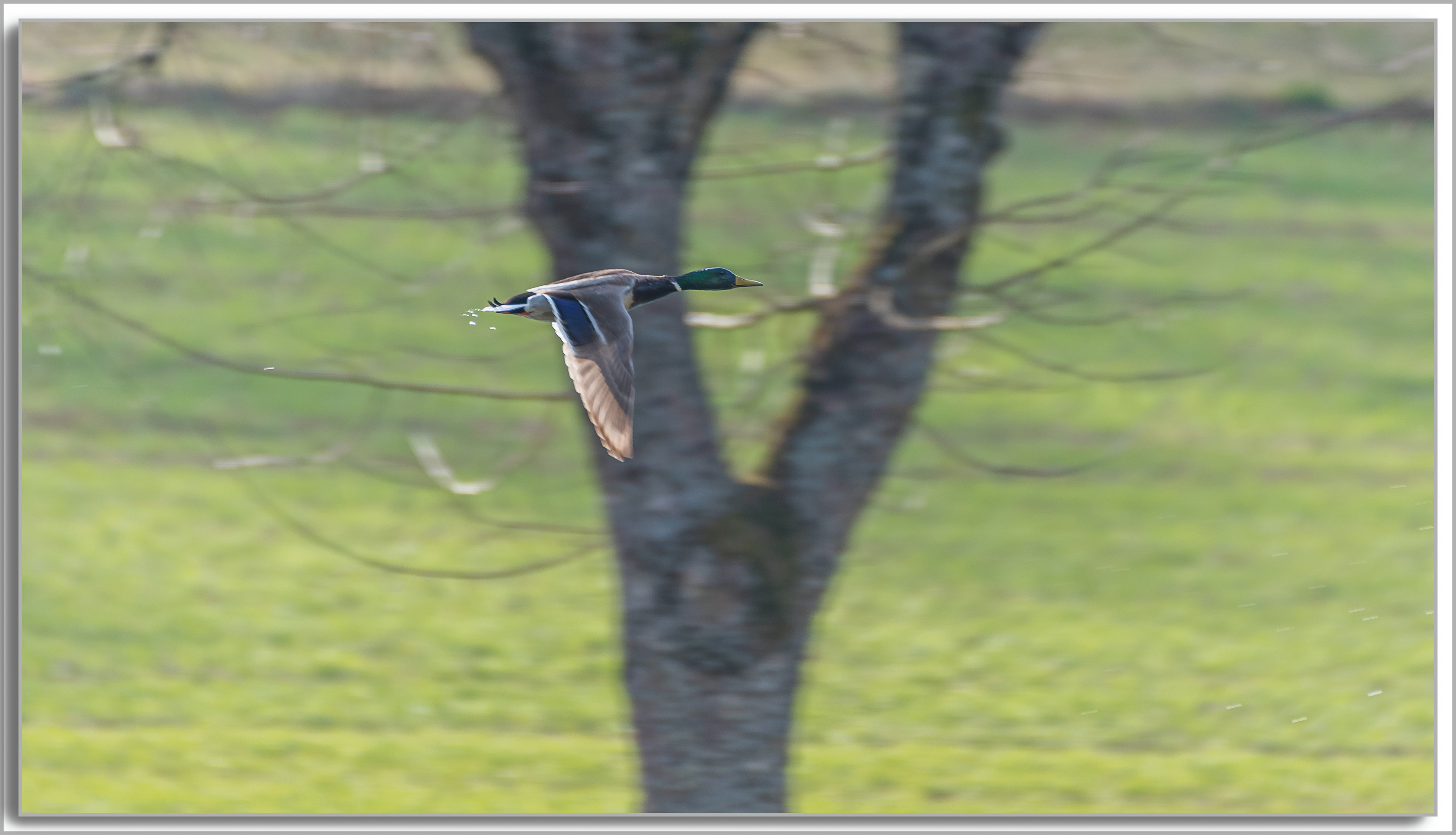 Canard Colvert - Anas platyrhynchos