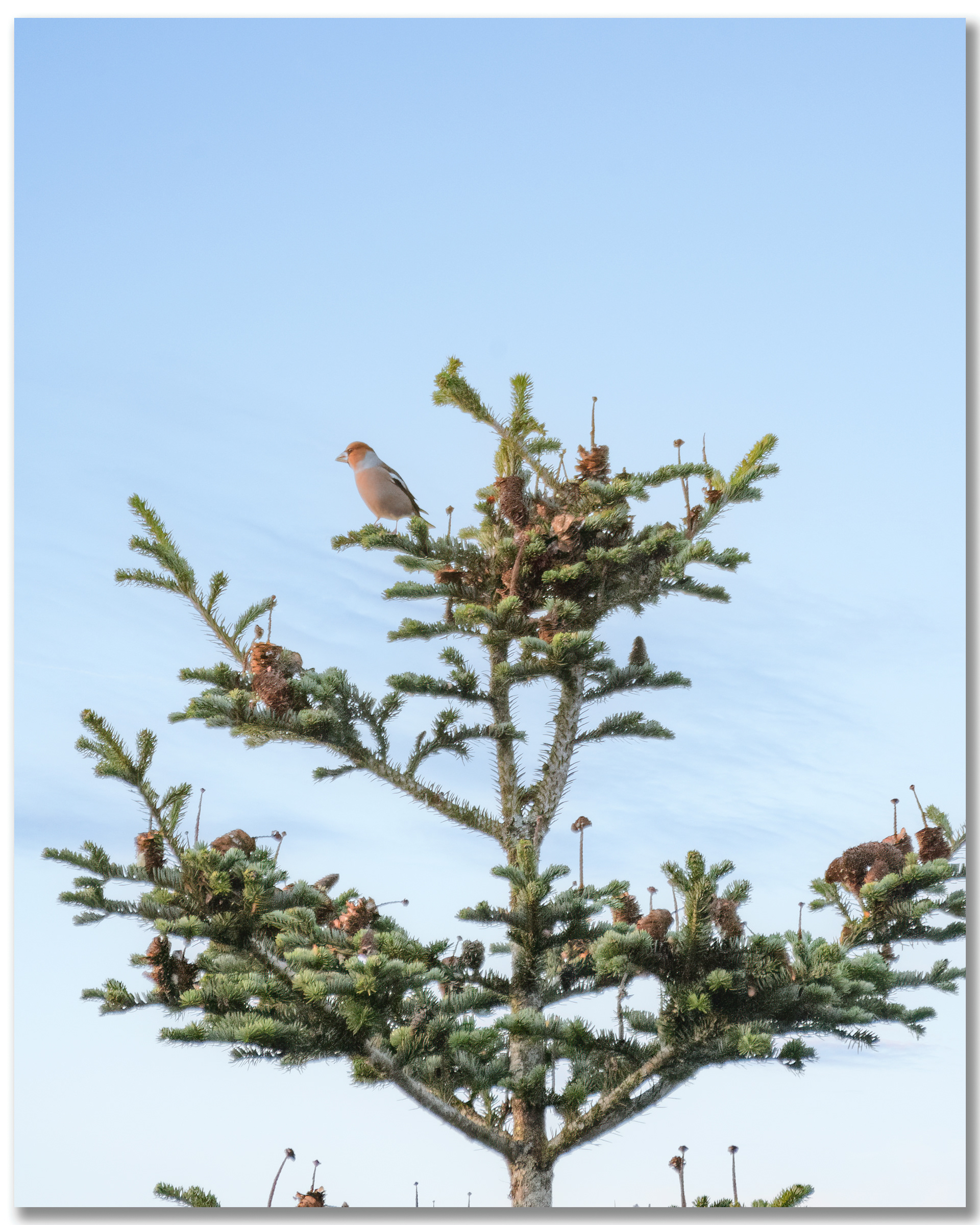 Grosbec casse-noyaux - Coccothraustes coccothraustes