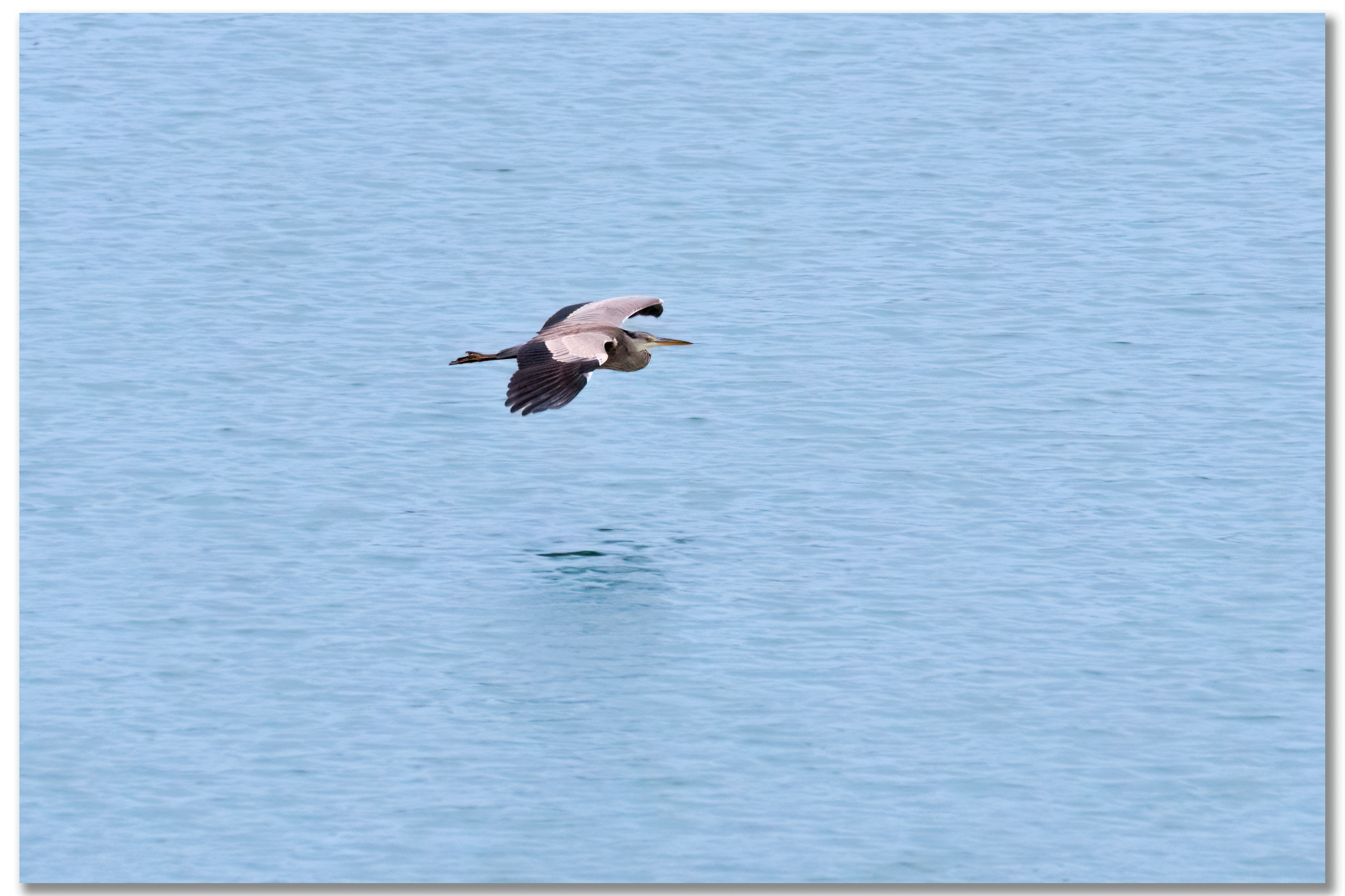 Héron cendré - Ardea Cinerea