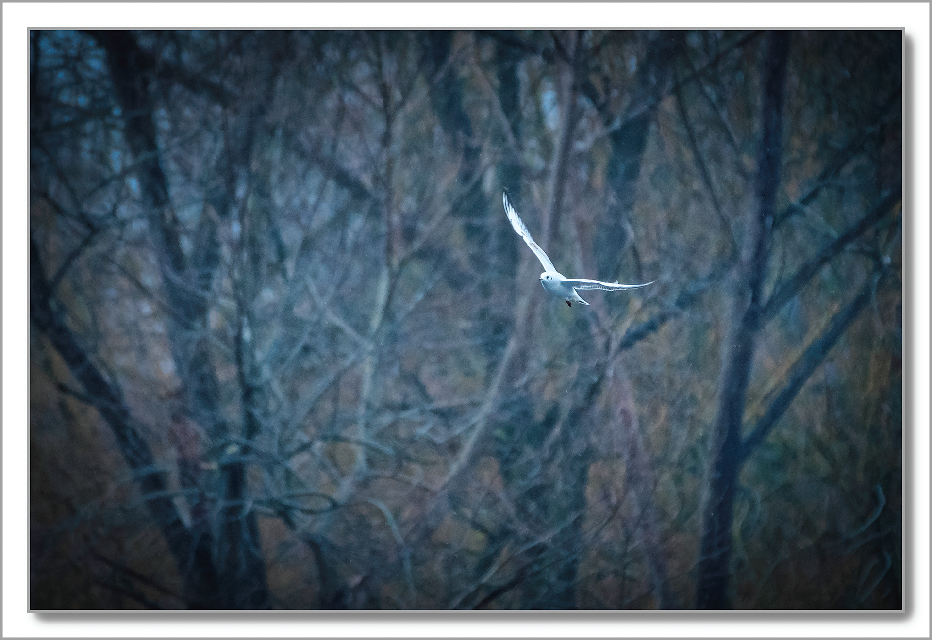 Mouette rieuse - Chroicocephalus ridibundus