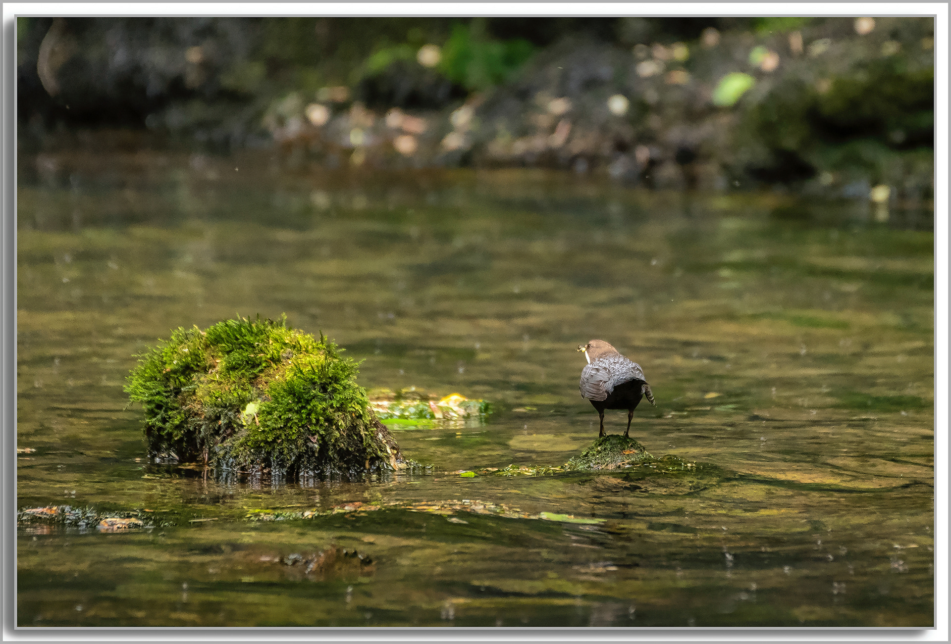 Cincle plongeur - Cinclus cinclus