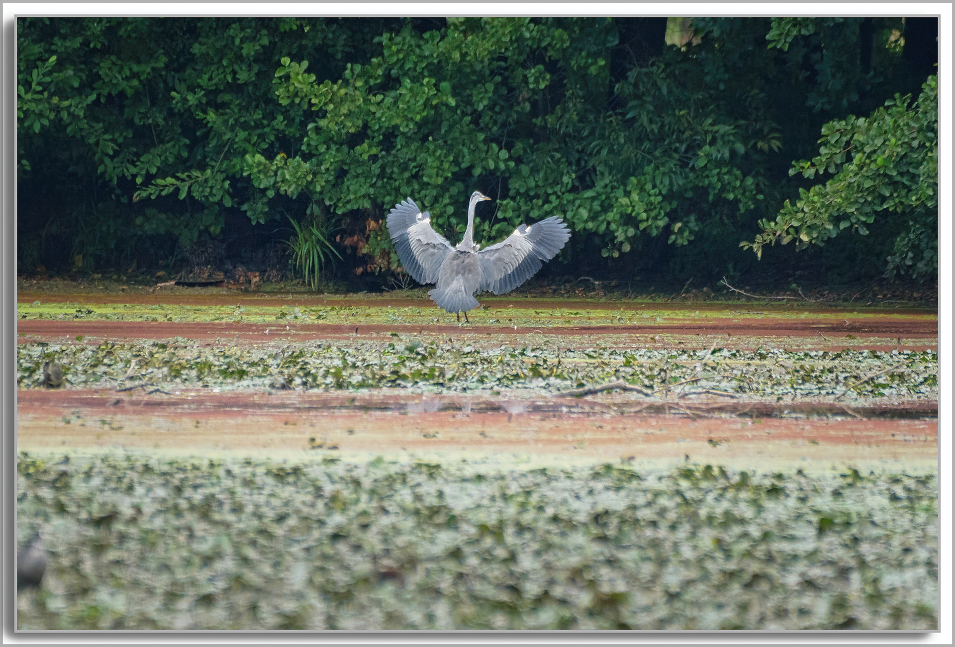 Héron cendré - Ardea Cinerea