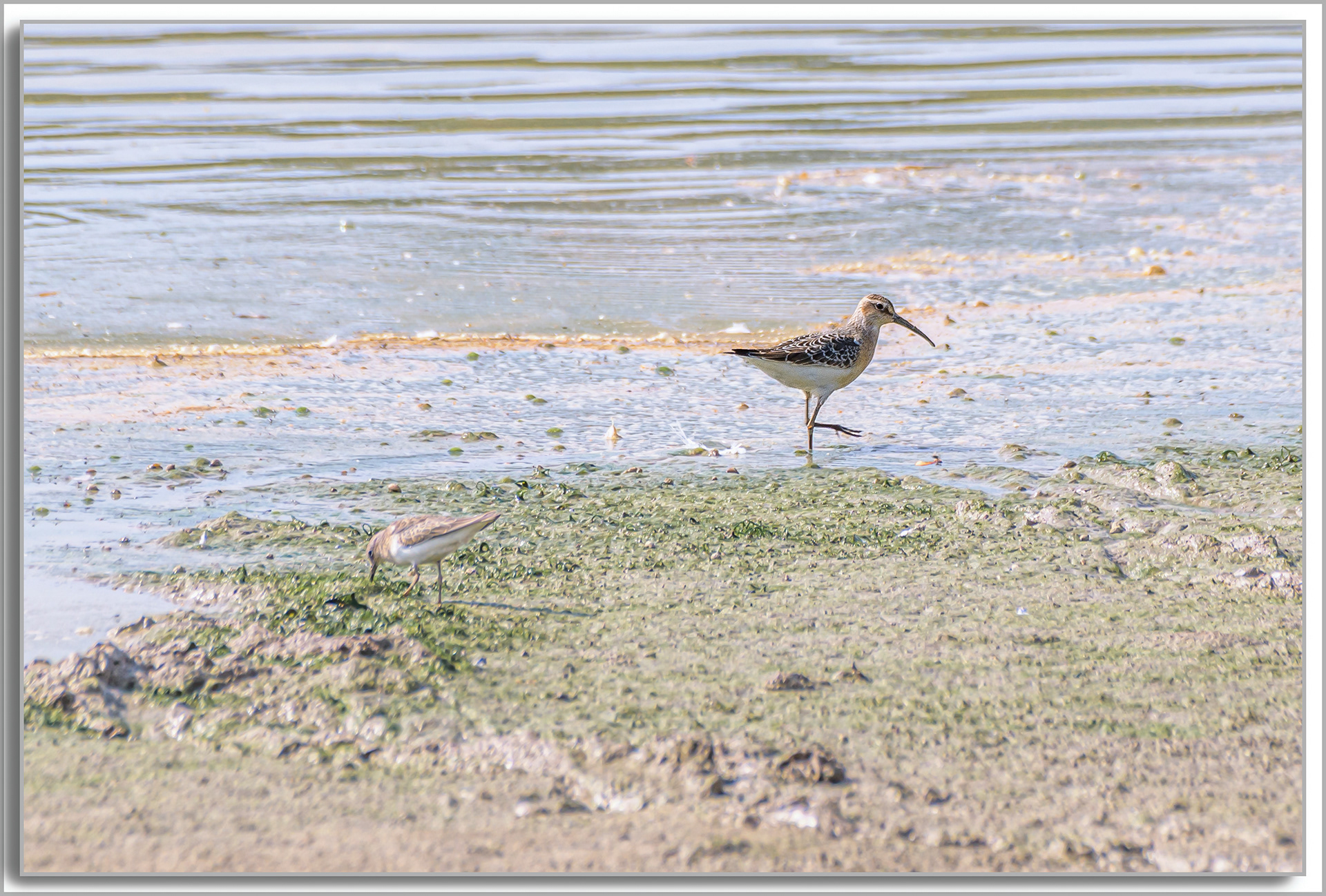 Bécasseau cocorli - Calidris ferruginea, Bécasseau de Temminck