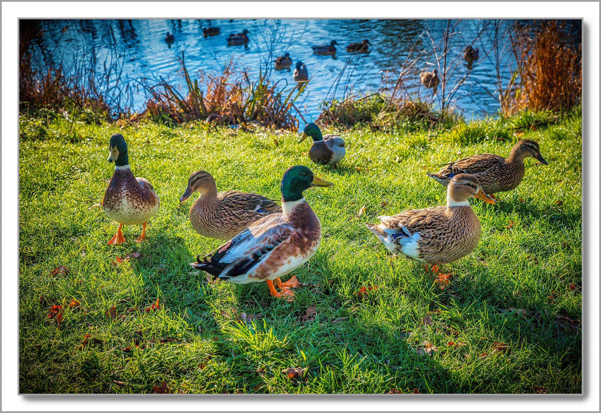 Canard Colvert - Anas platyrhynchos