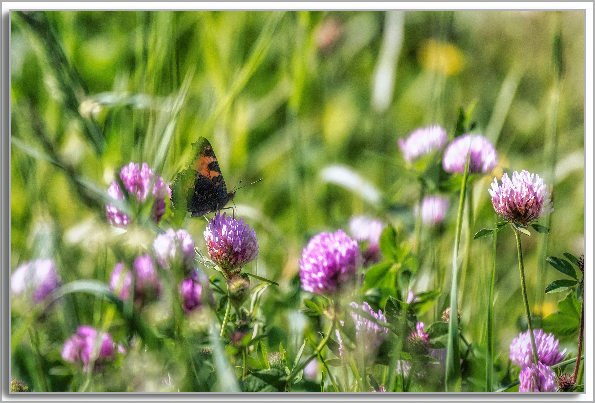 La petite Tortue - Aglais urticae,