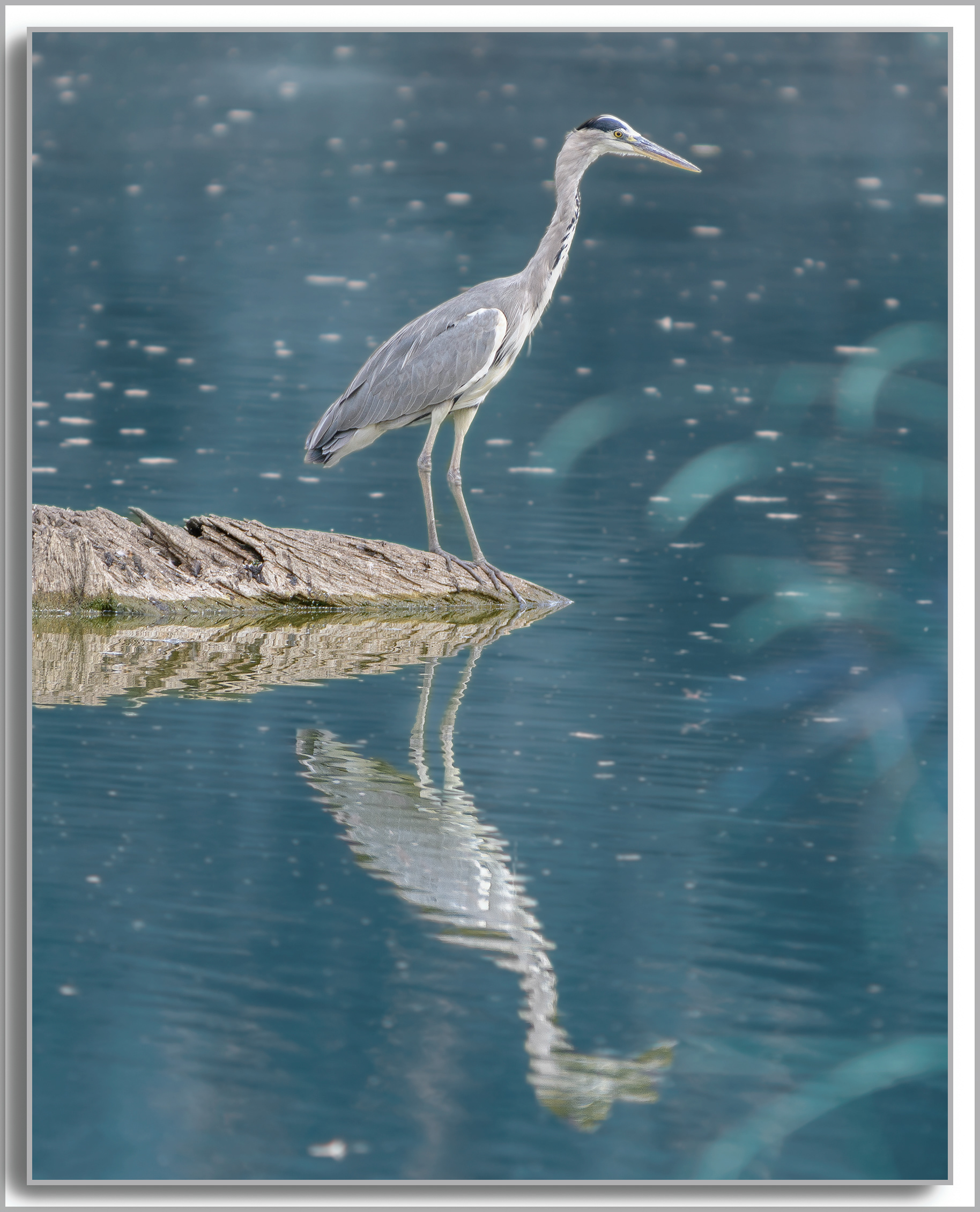 Héron cendré - Ardea Cinerea