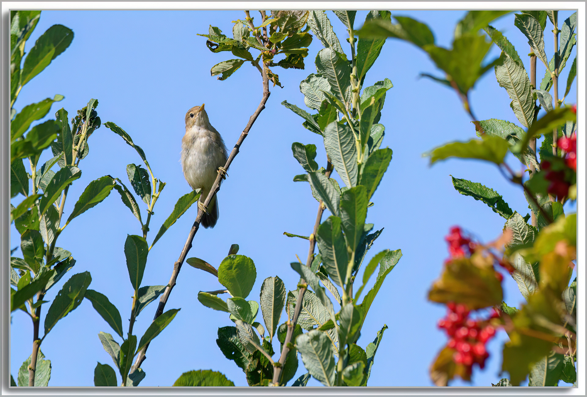 Rousserolle effarvatte - Acrocephalus scirpaceus