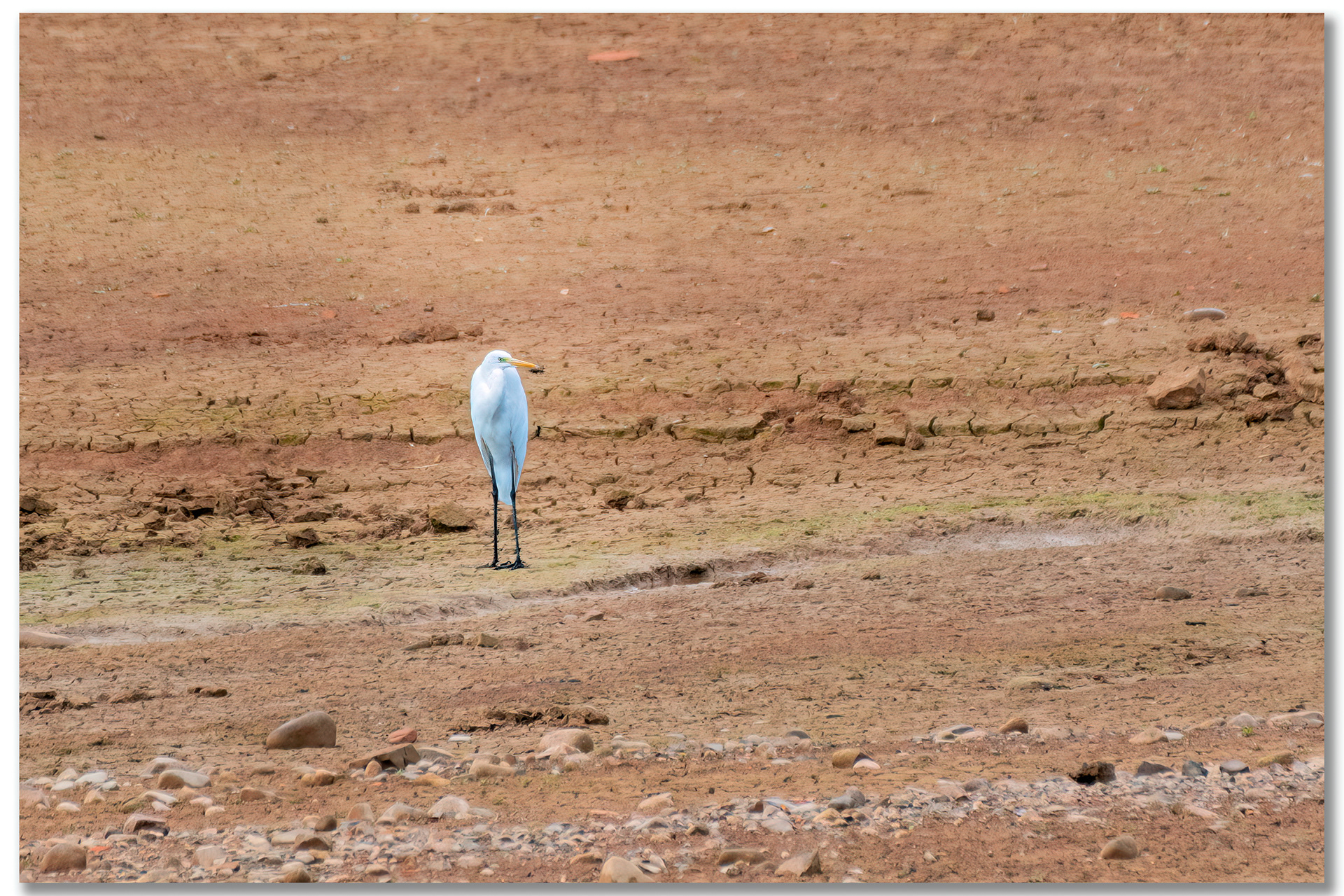 Grande Aigrette - Ardea Alba