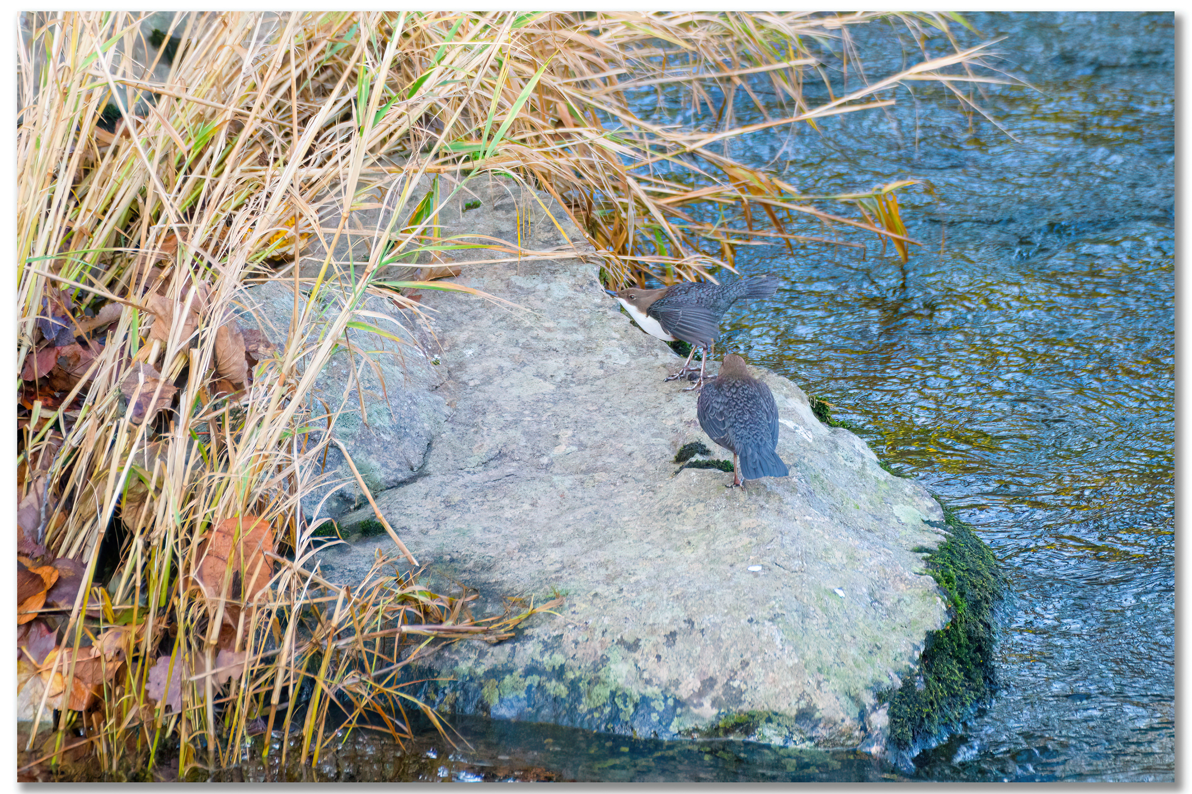 Cincle plongeur - Cinclus cinclus