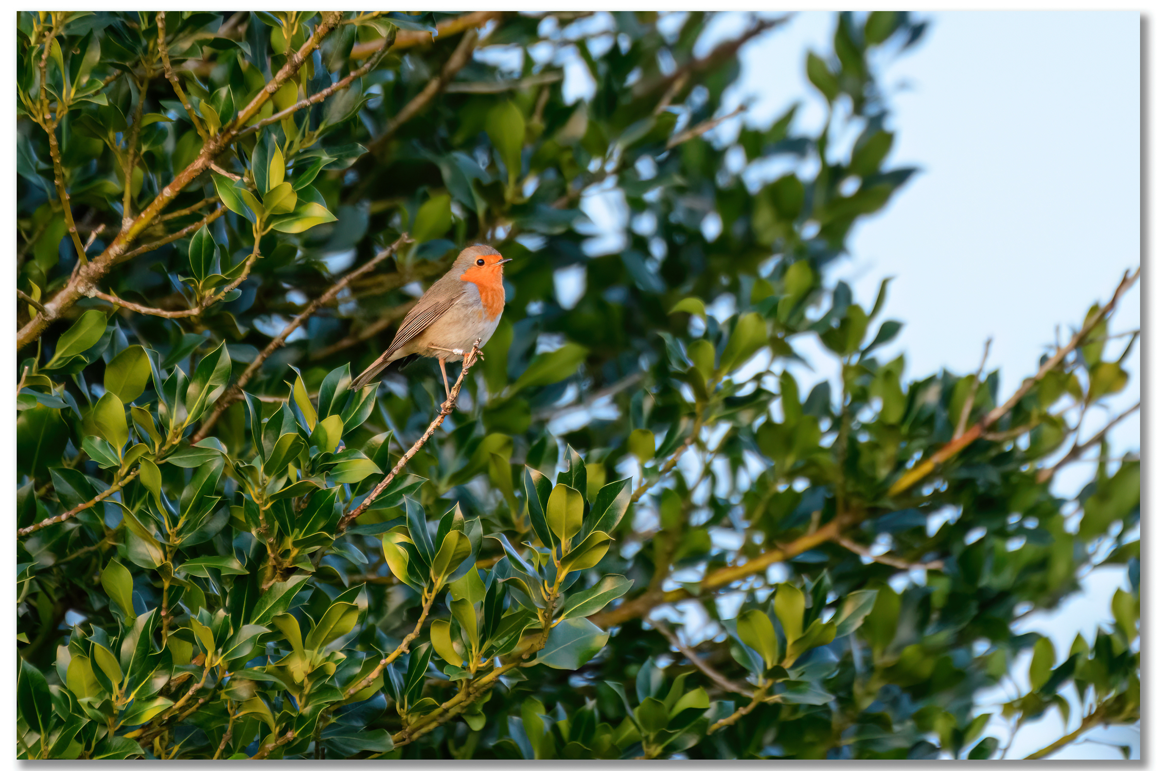 Rougegorge familier - Erithacus rubecula