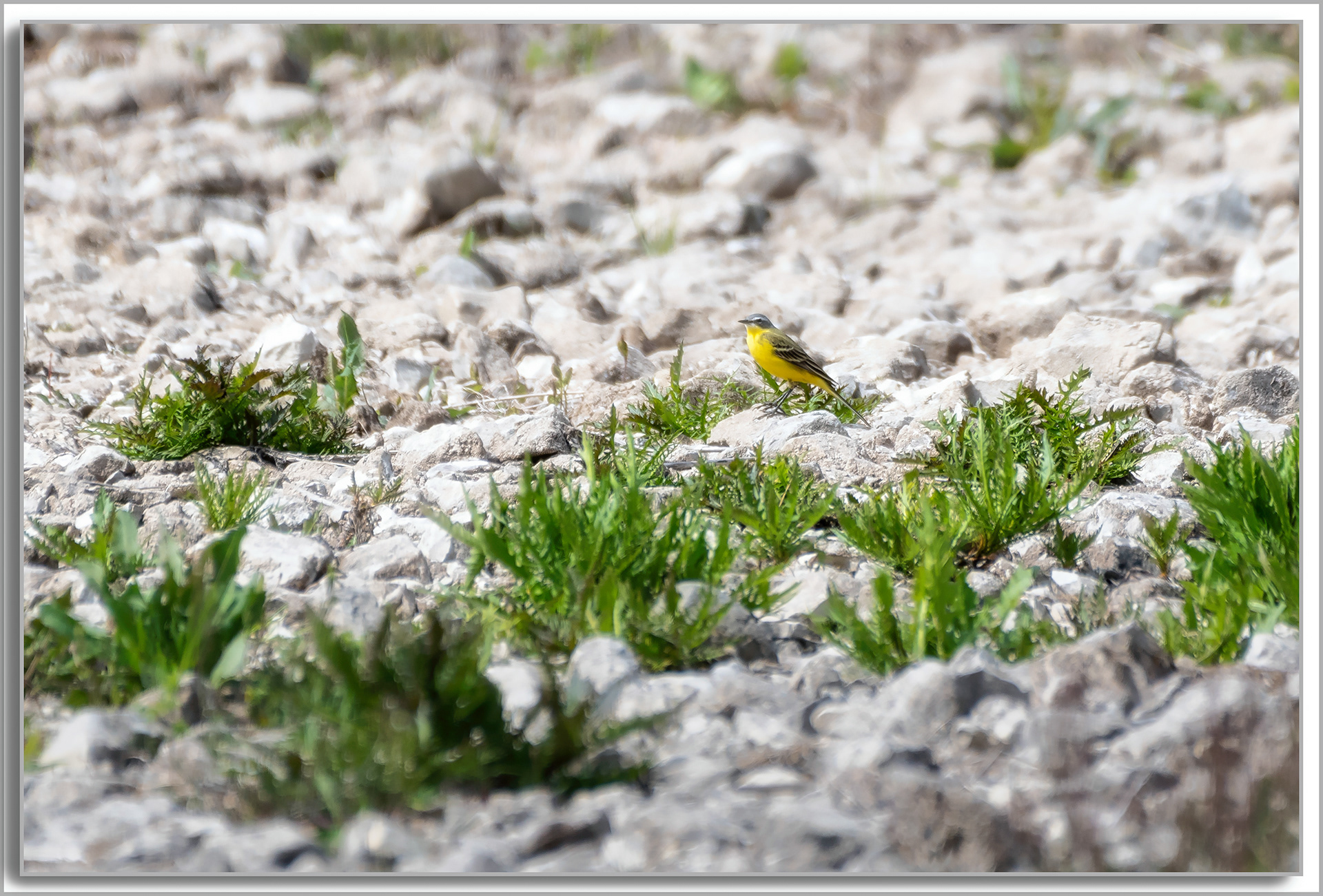 Bergeronnette printanière - Motacilla flava