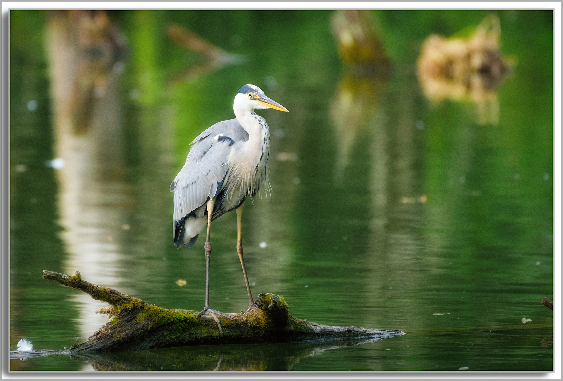 Héron cendré - Ardea Cinerea