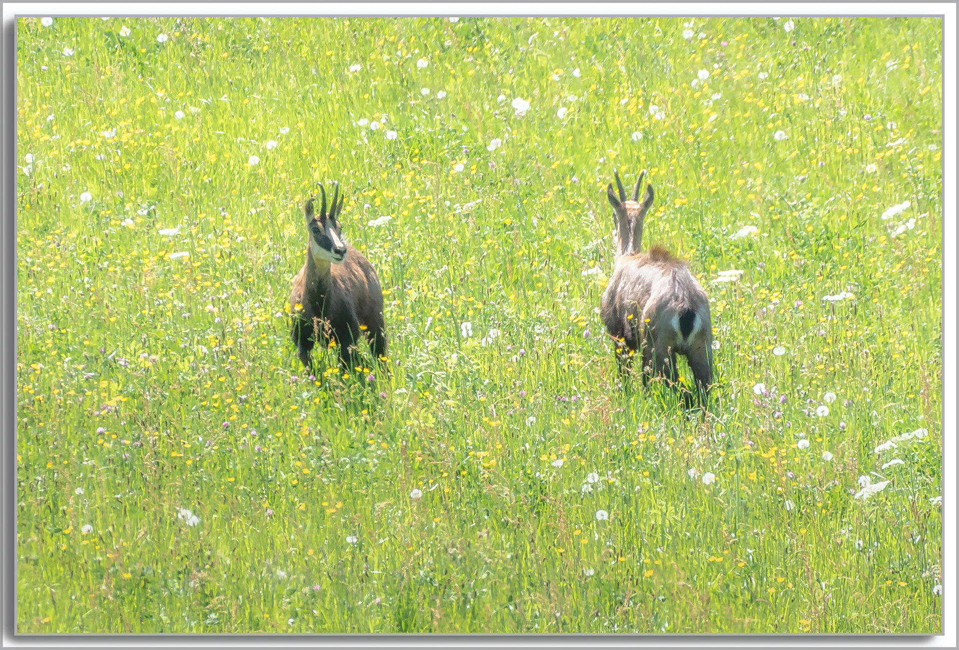 Chamois - Rupicapra rupicapra