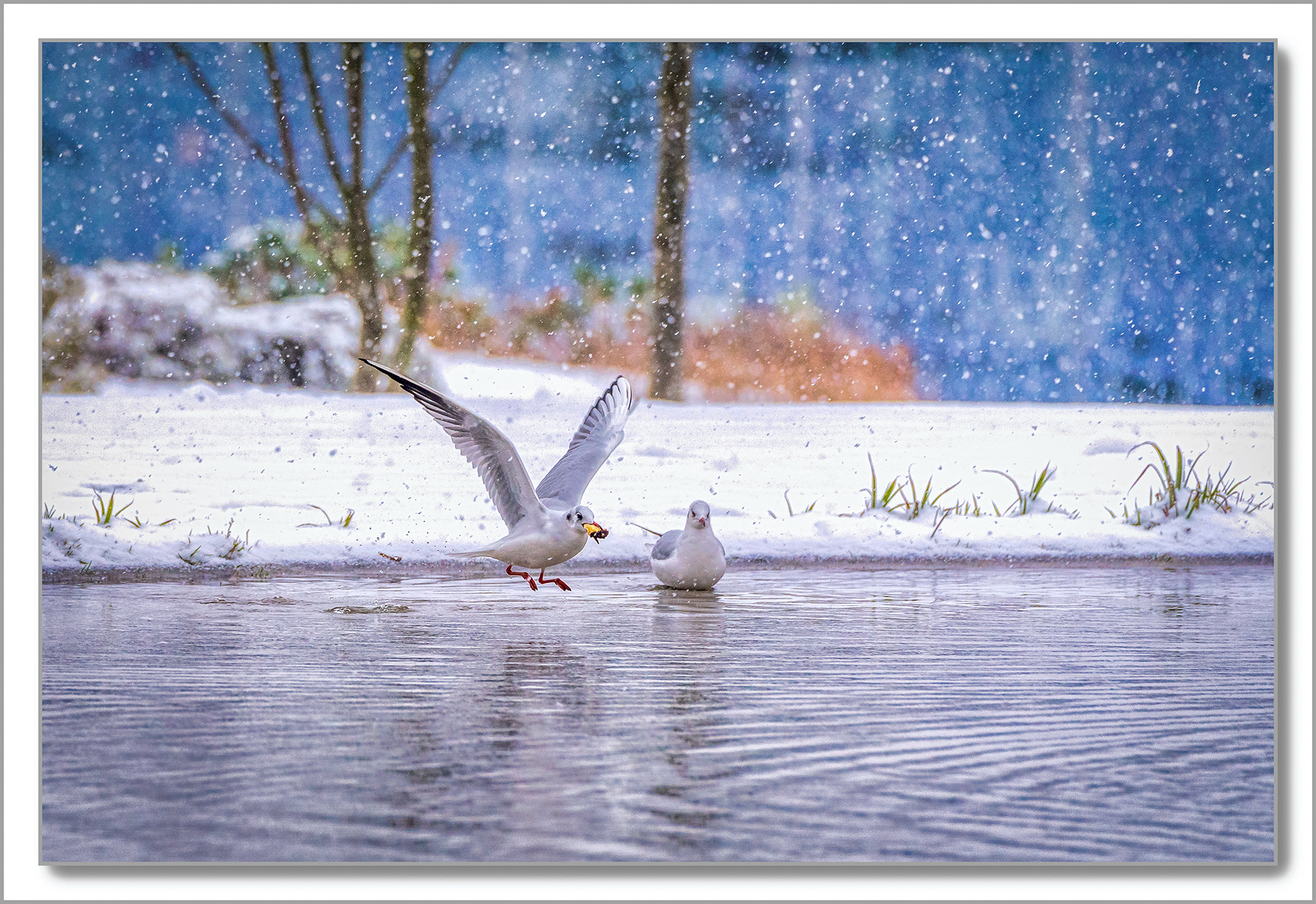 Mouette rieuse - Chroicocephalus ridibundus