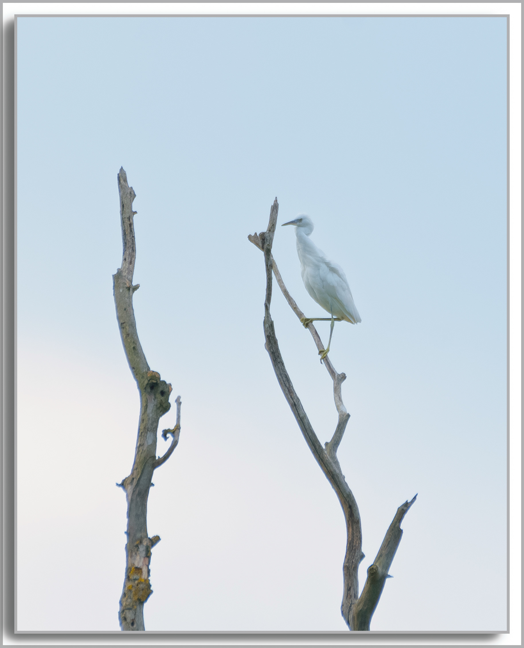Aigrette Garzette - Egretta Garzetta