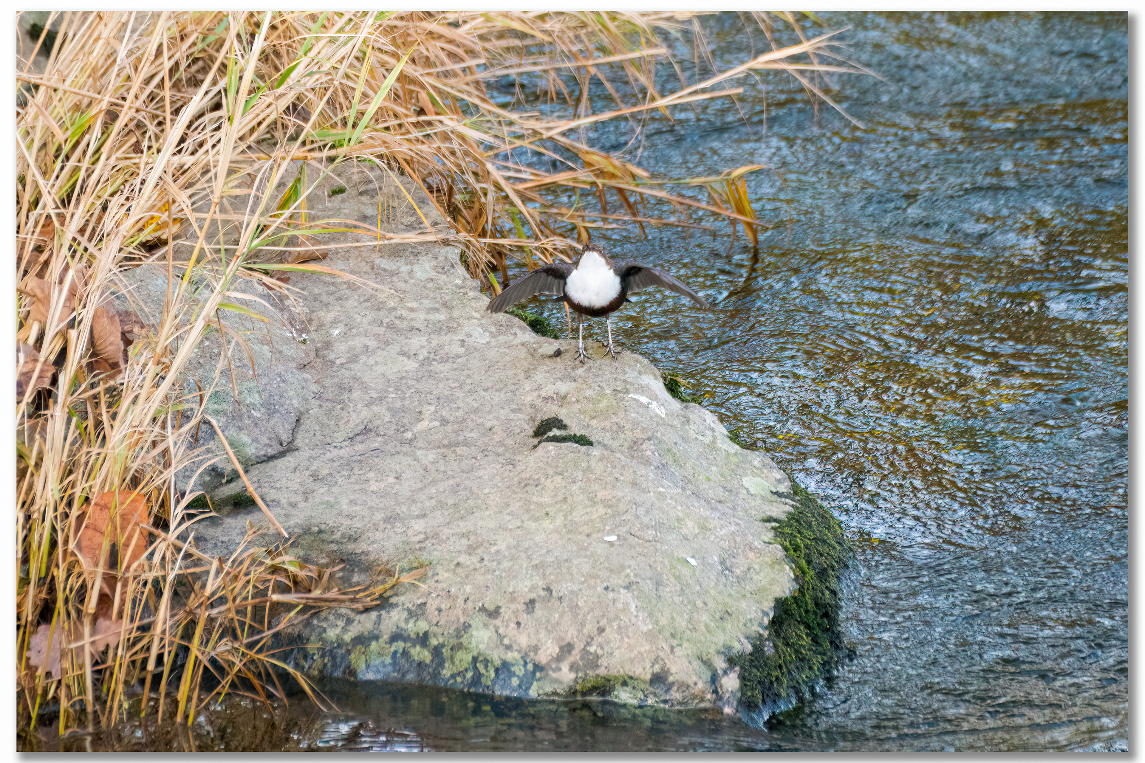 Cincle plongeur - Cinclus cinclus