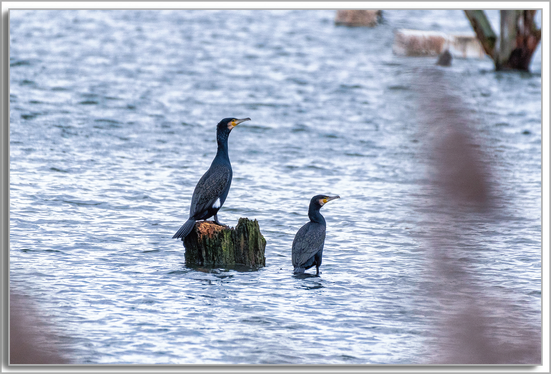 Grand Cormoran - Phalacrocorax carbo