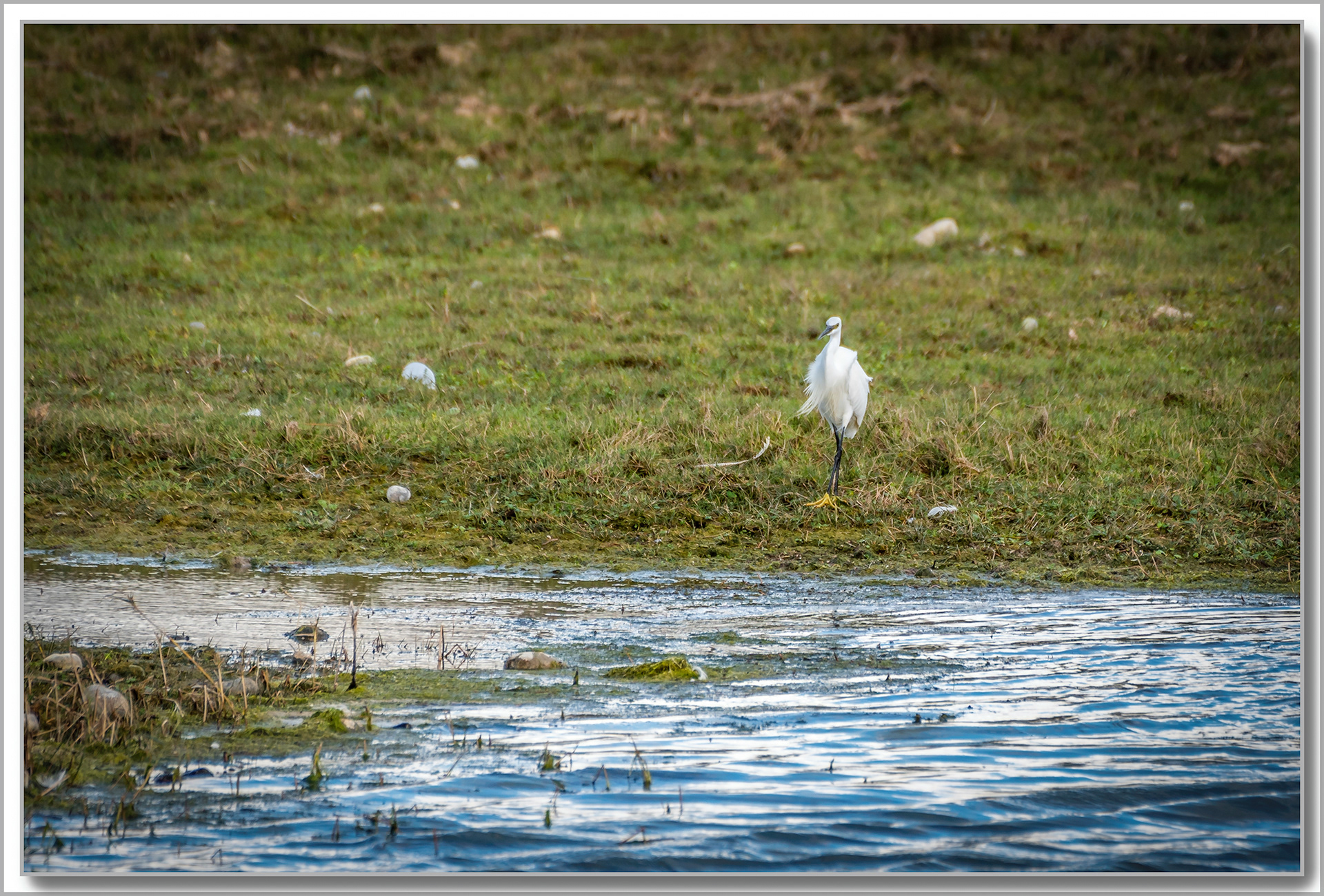 Aigrette Garzette - Egretta Garzetta