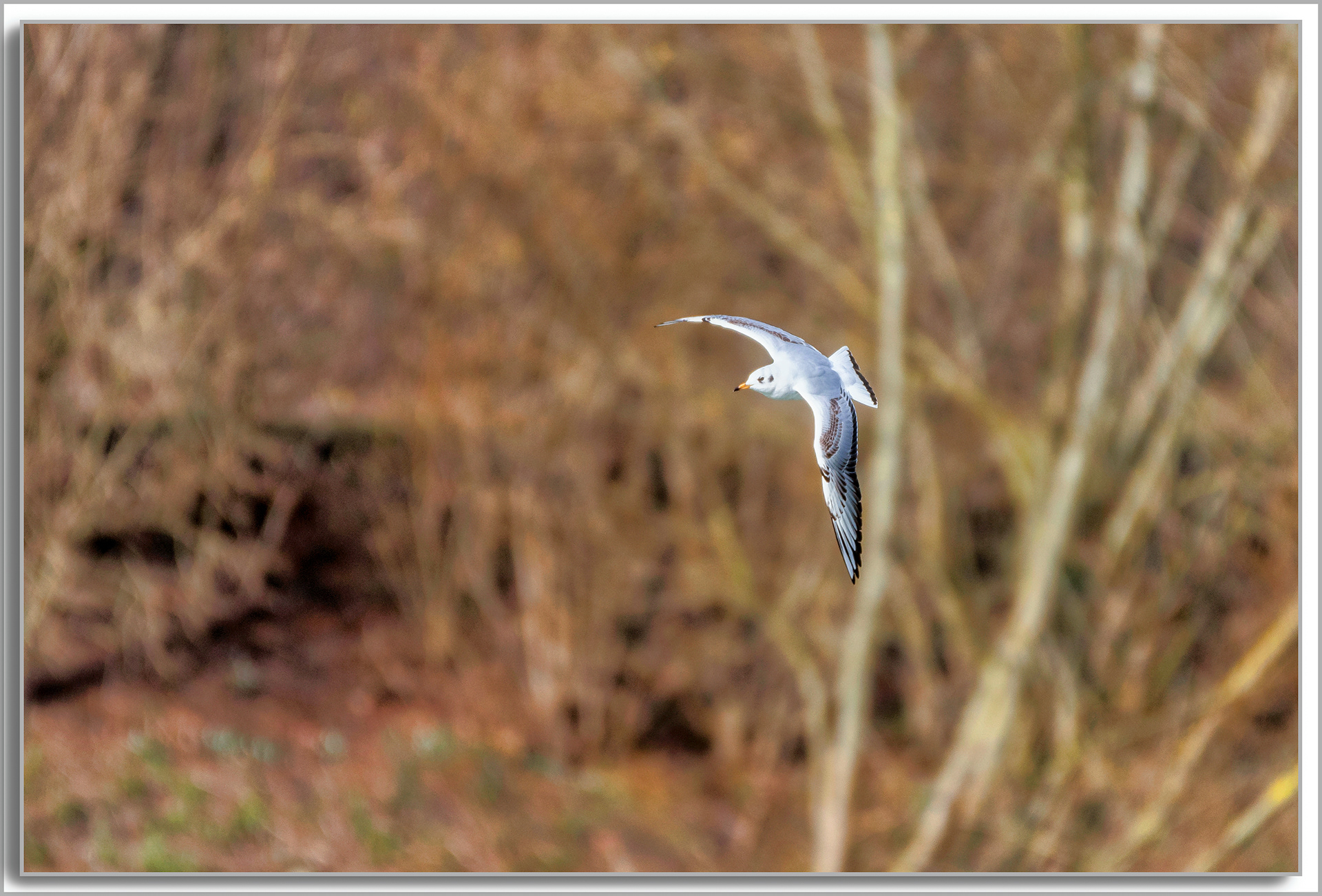 Mouette rieuse - Chroicocephalus ridibundus