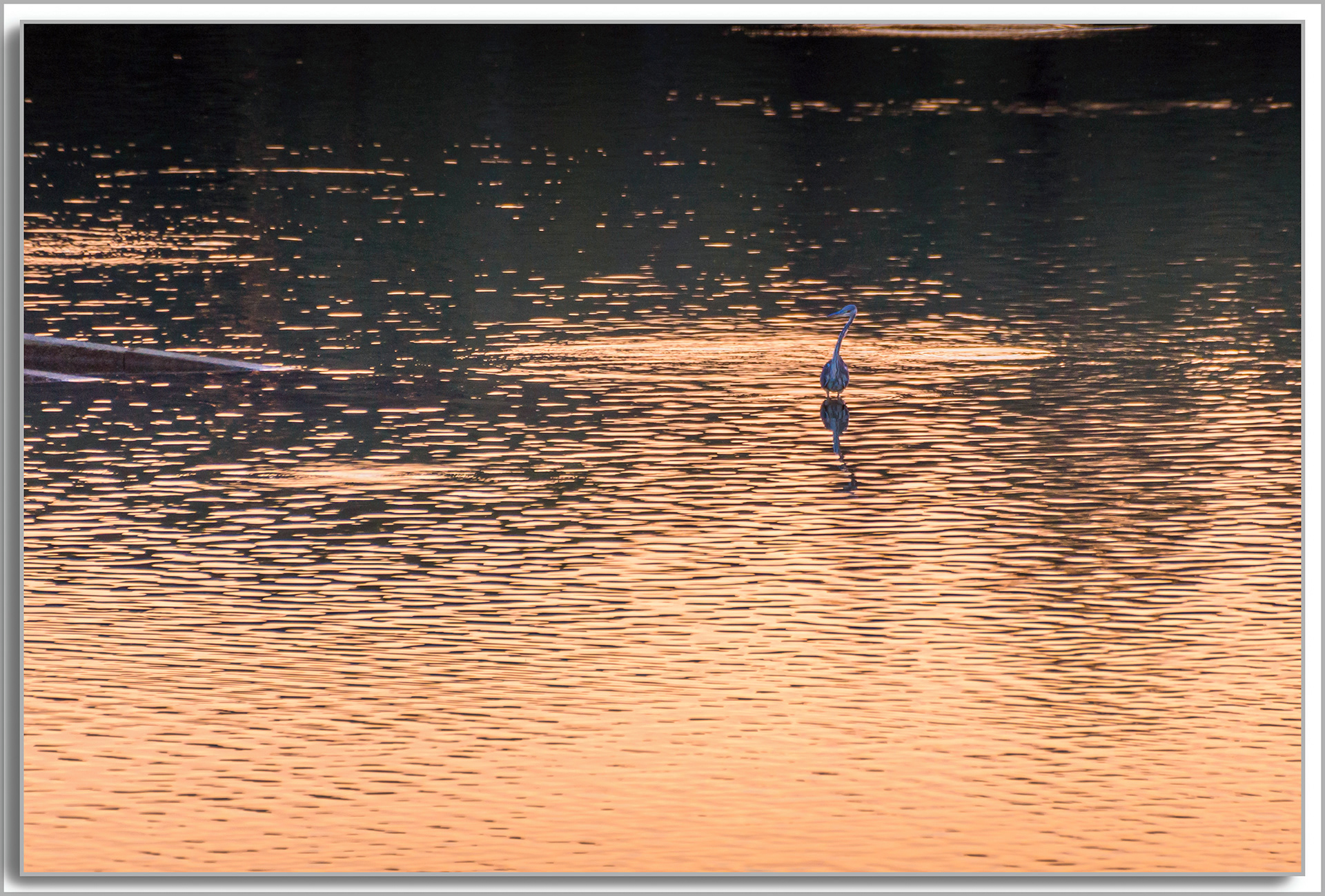 Héron cendré - Ardea Cinerea