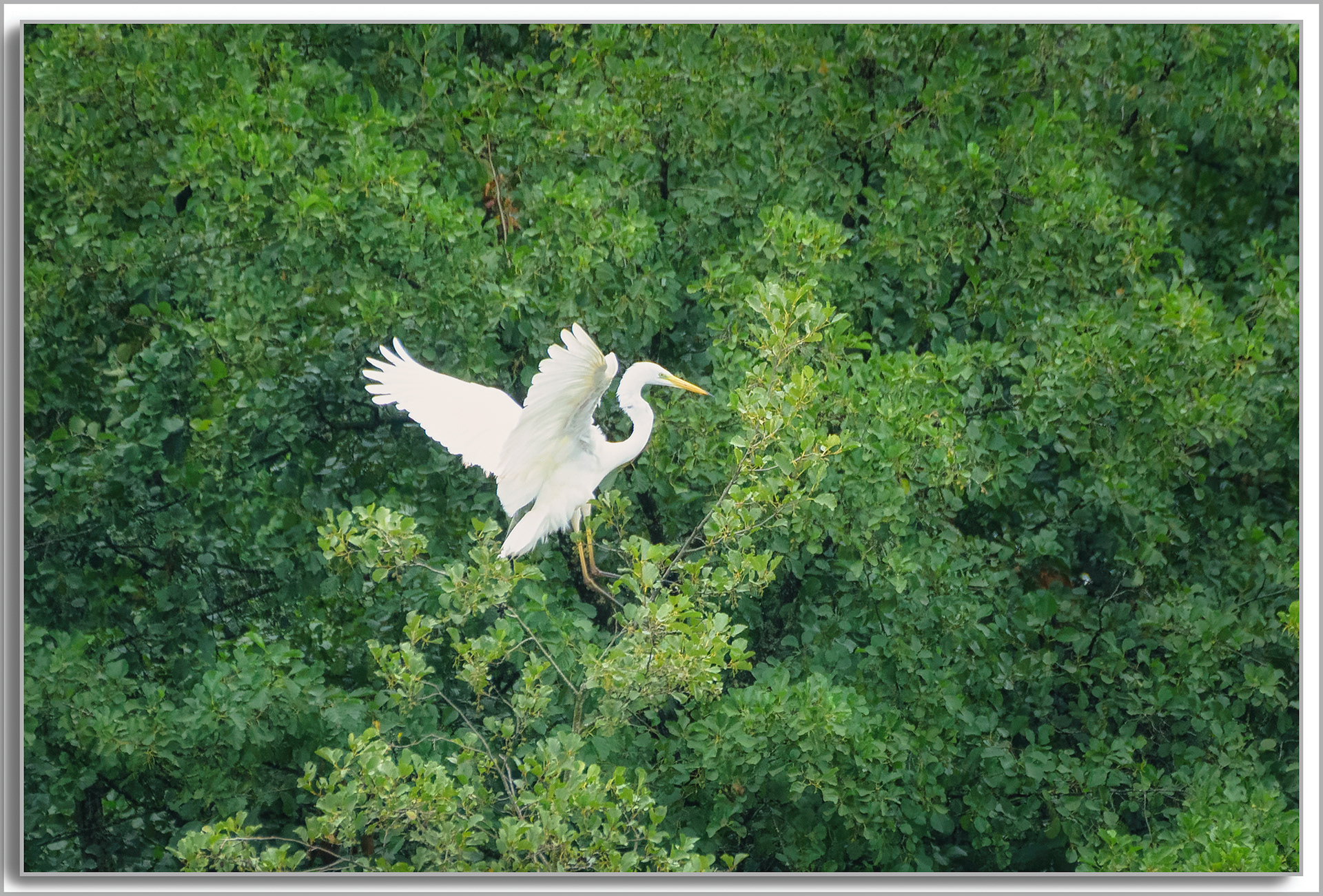 Grande Aigrette - Ardea Alba