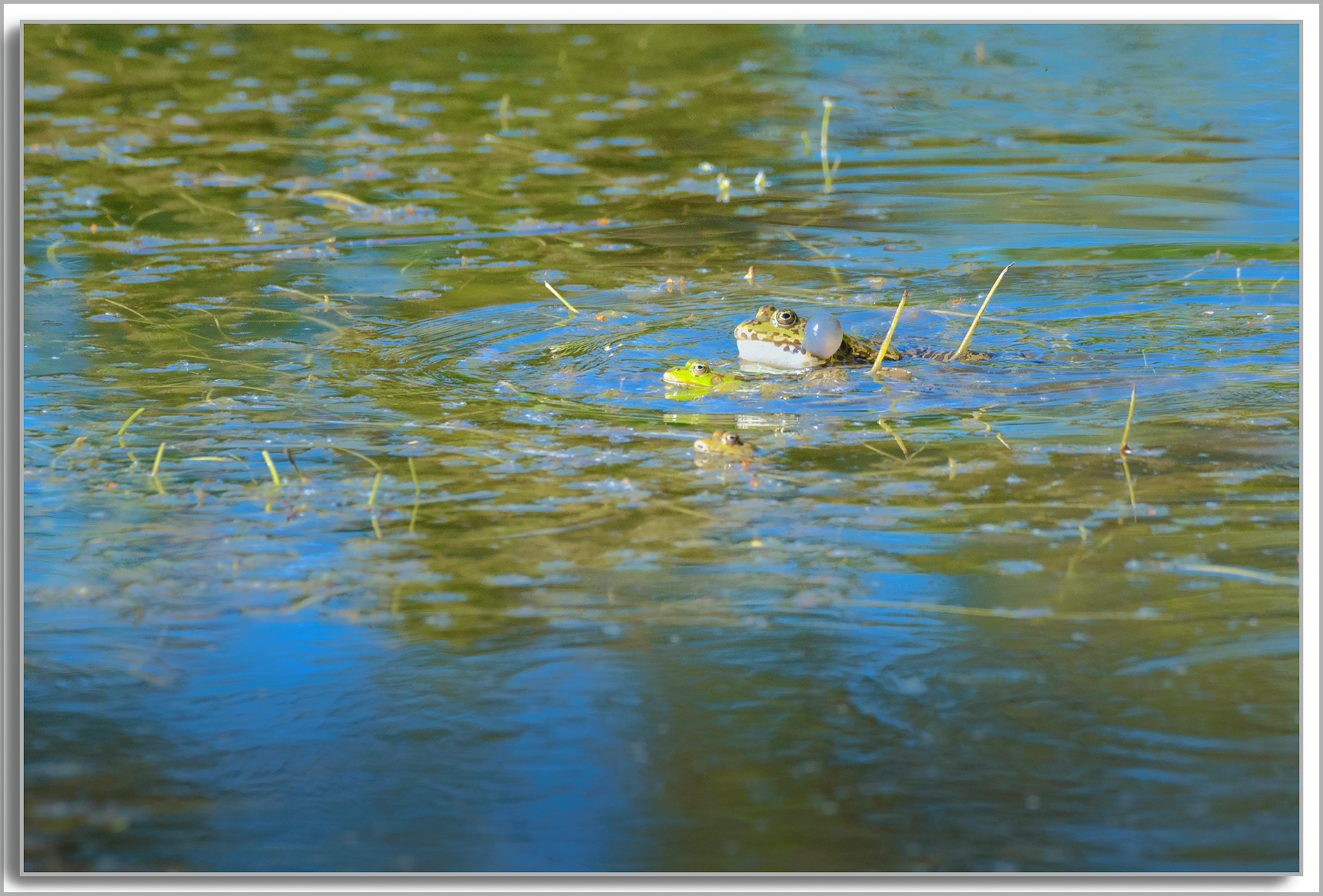 Grenouille comestible - Pelophylax kl. esculentus