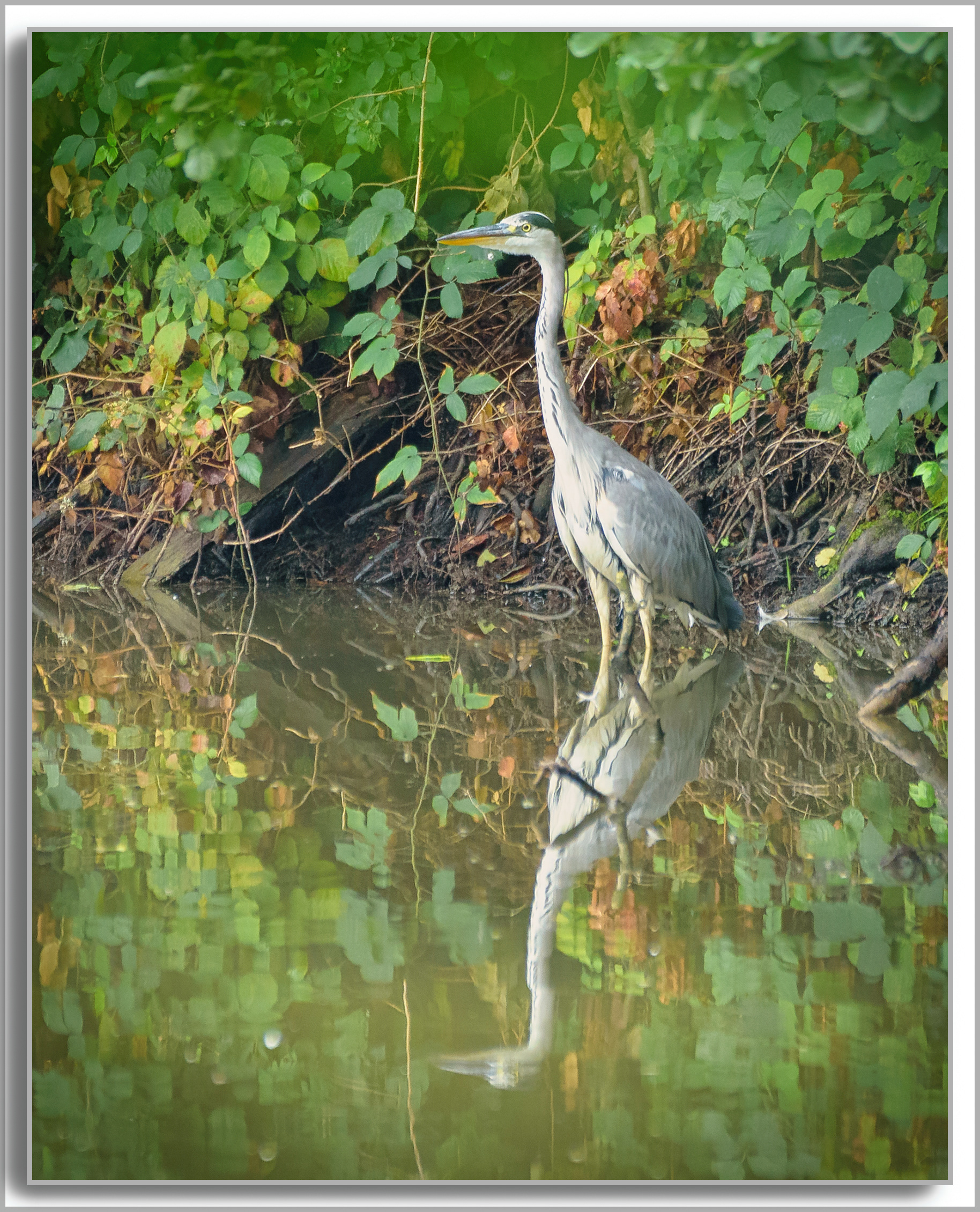 Héron cendré - Ardea cinerea