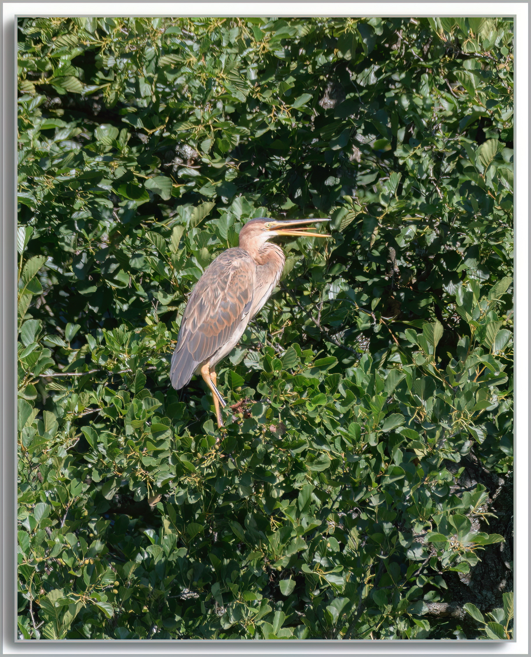 Héron pourpré - Ardea purpurea
