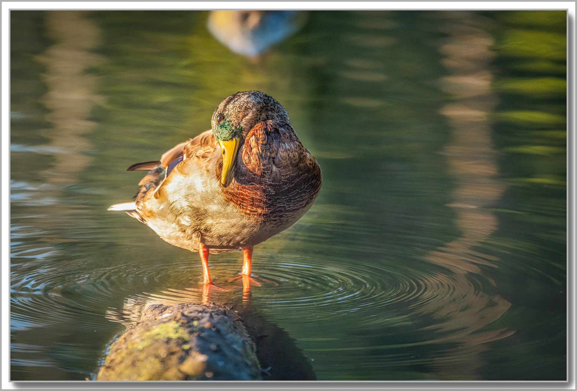 Canard Colvert - Anas platyrhynchos