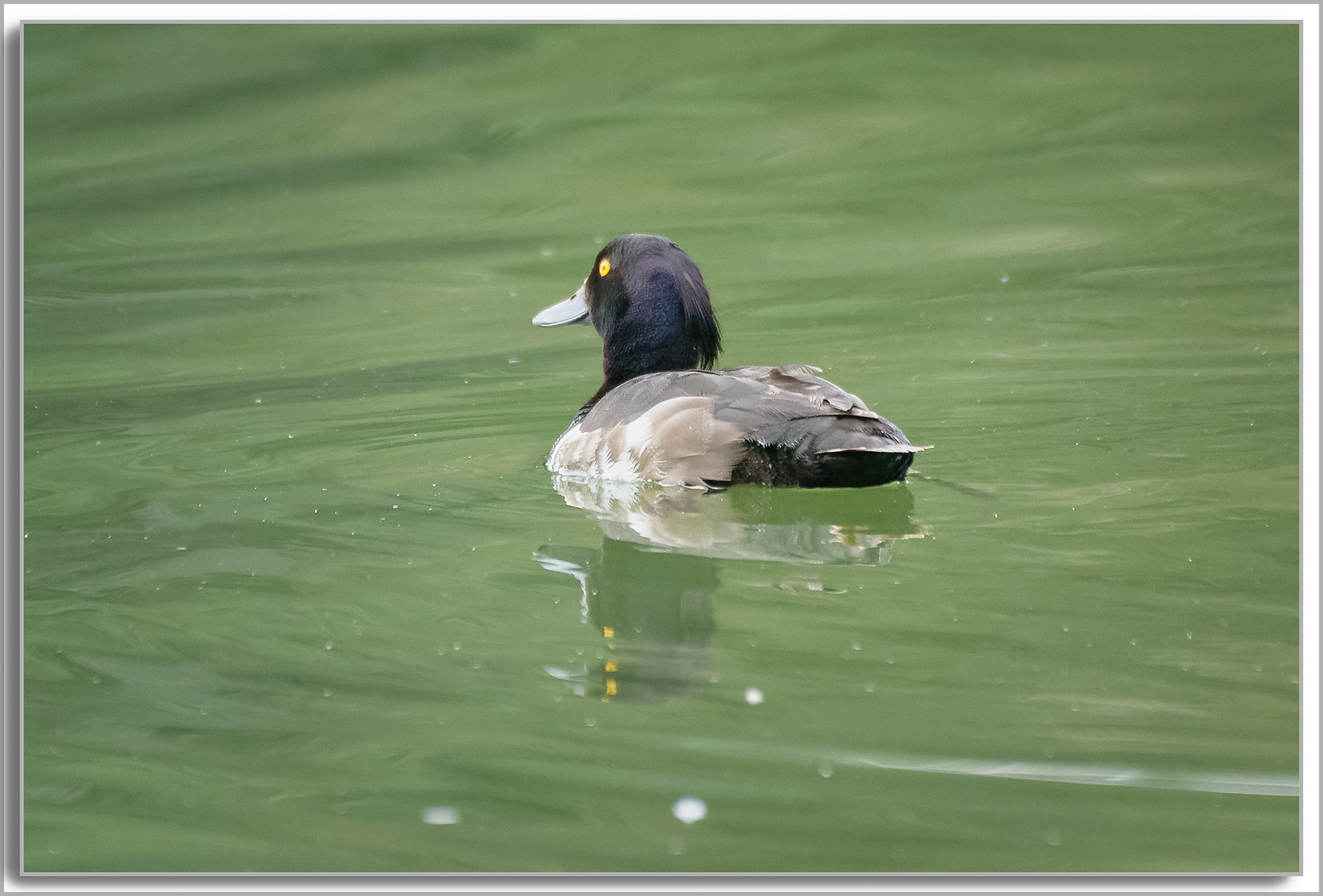 Fuligule morillon - Aythya Fuligule