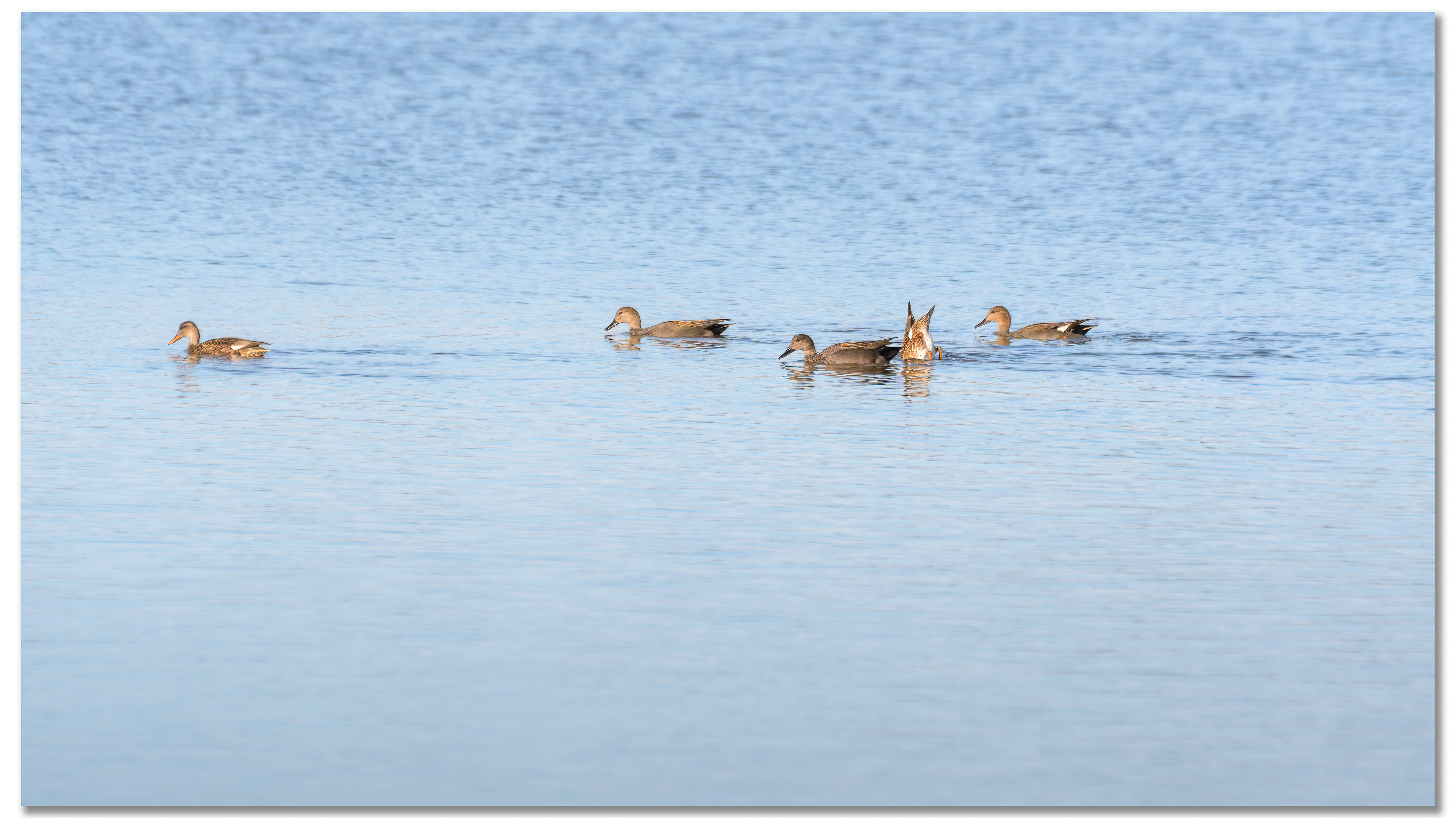 Canard Chipeau - Mareca strepera