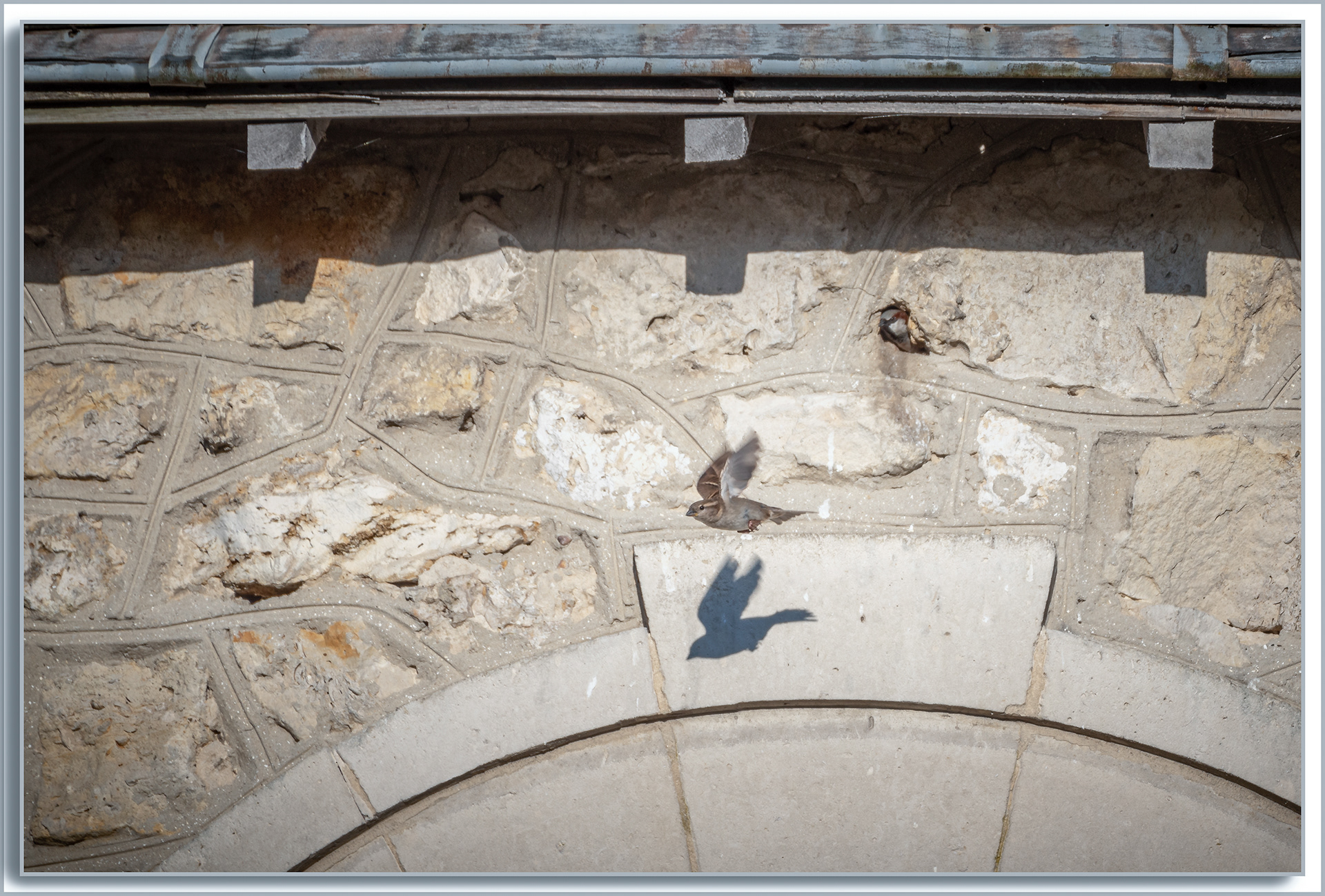 Moineau domestique - Passer domesticus