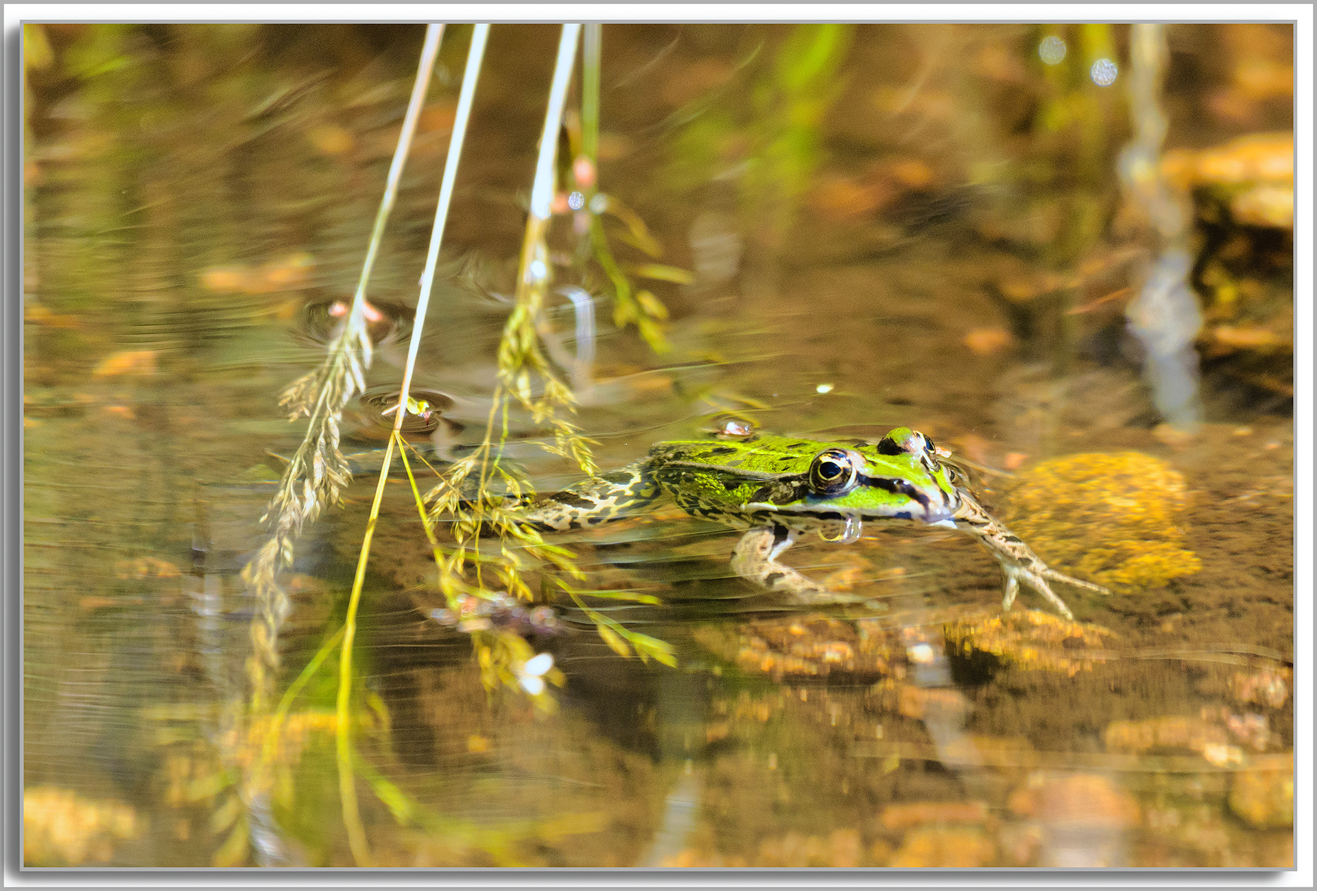 Grenouille comestible - Pelophylax kl. esculentus