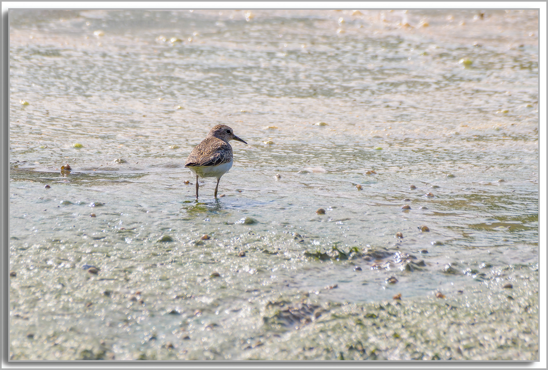 Bécasseau de Temminck - Calidris temminckii