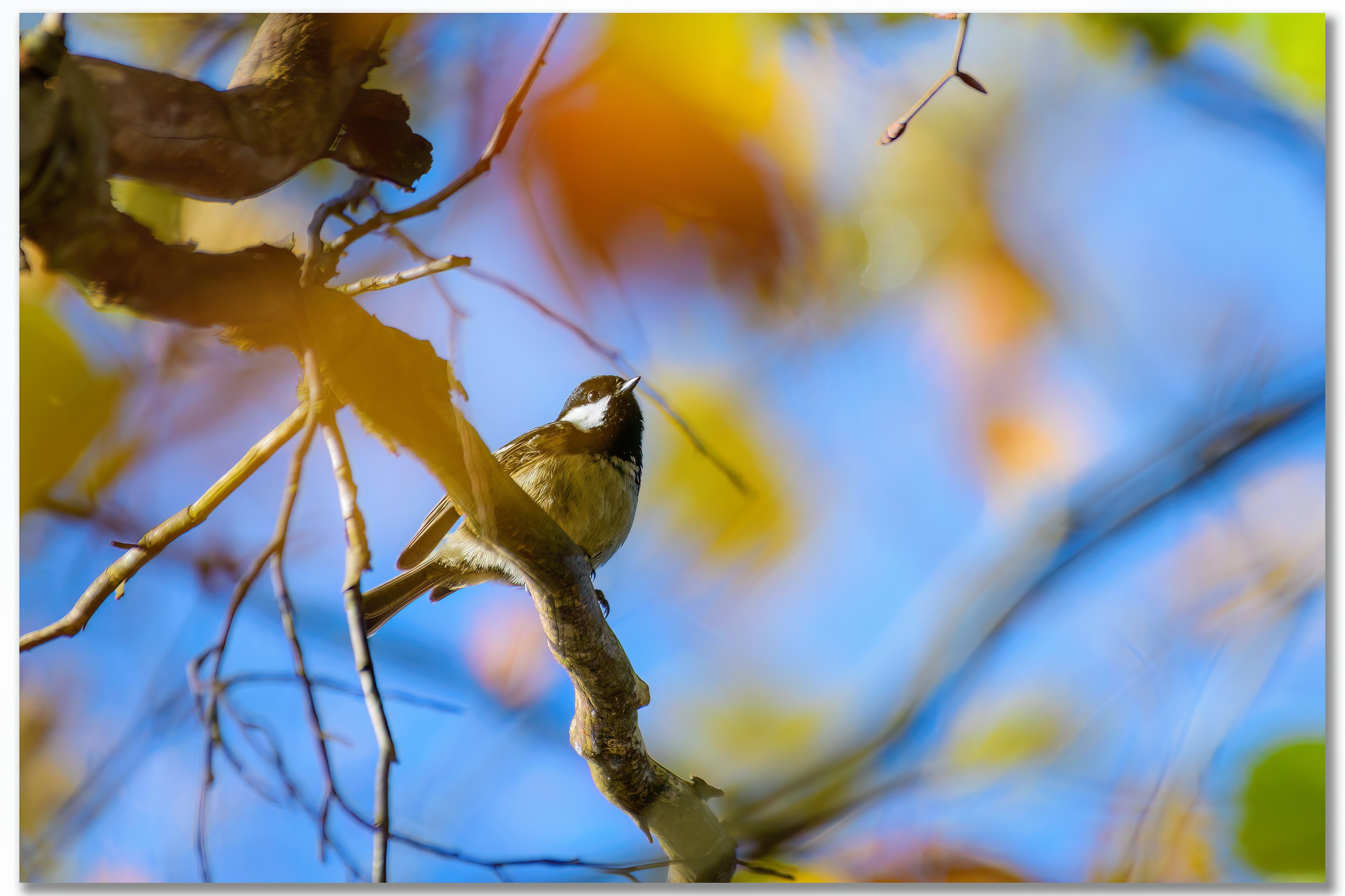 Mésange charbonnière - Parus major