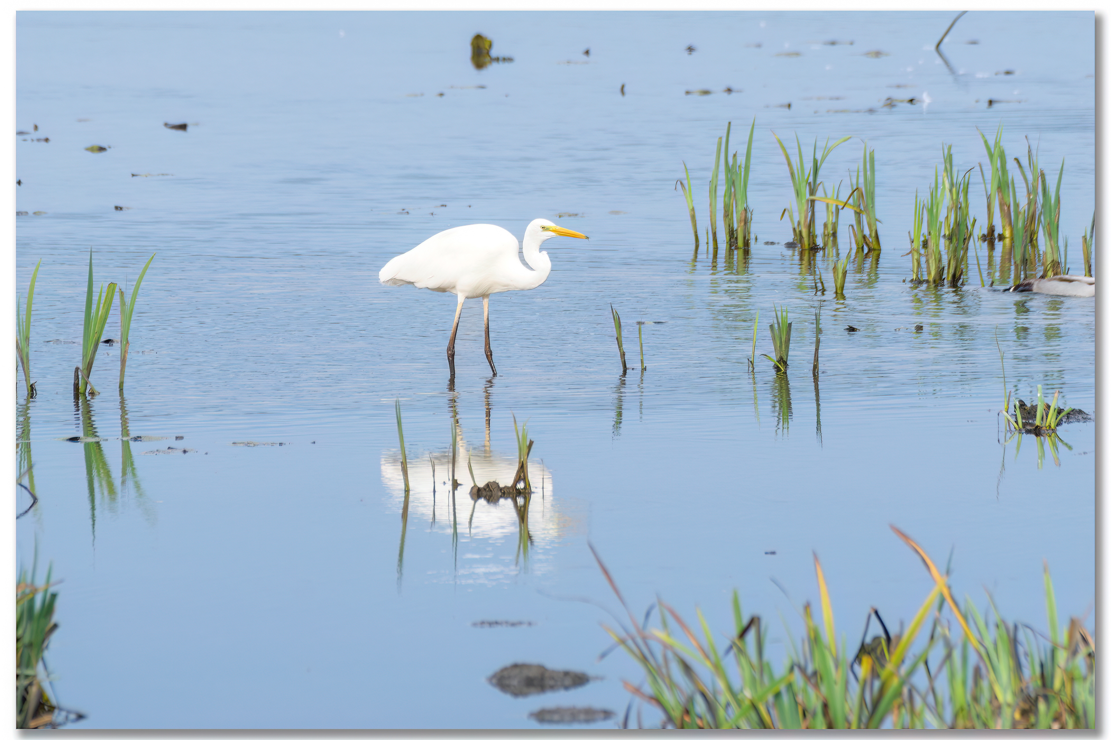 Grande aigrette - Ardea alba