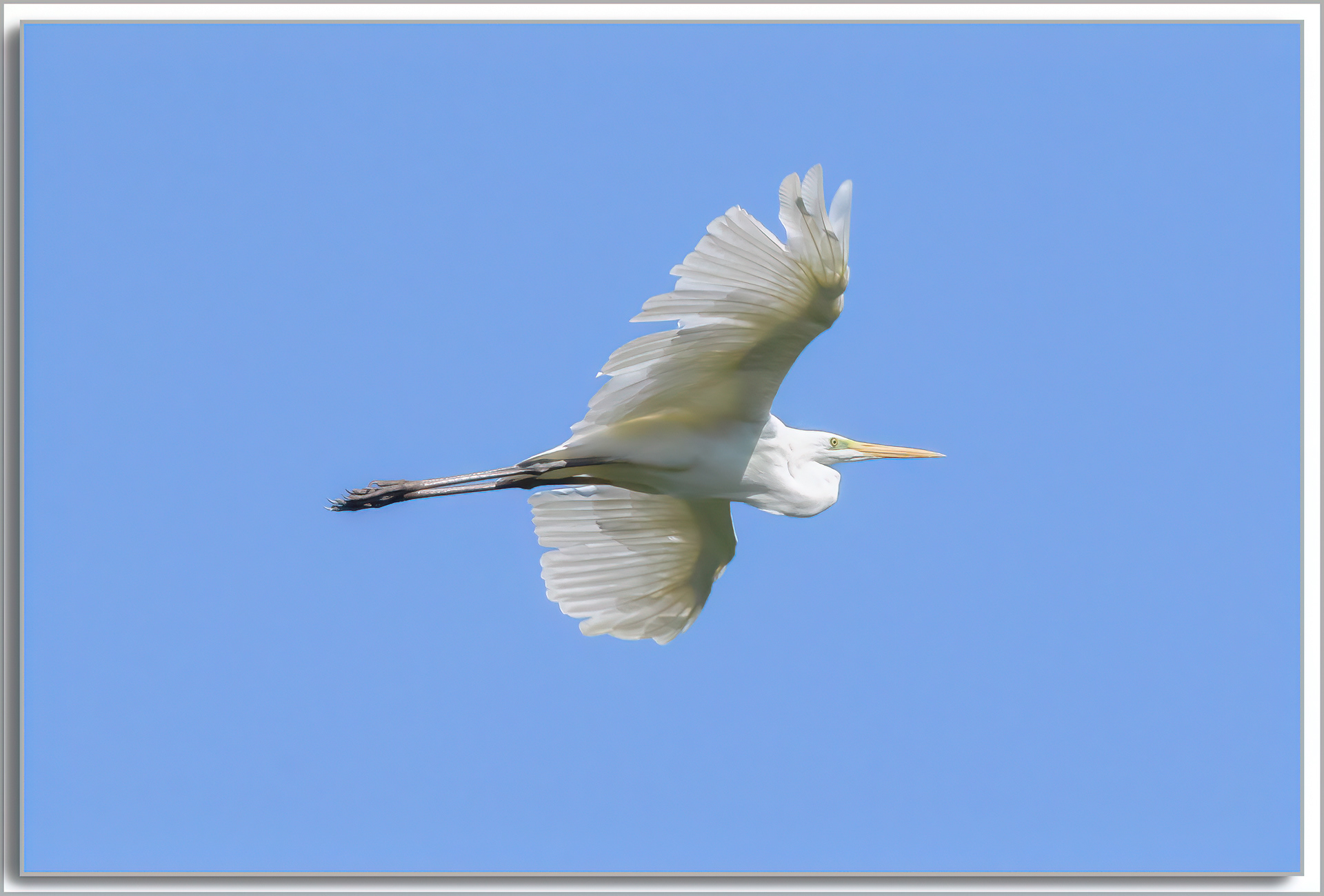 Grande Aigrette - Ardea Alba