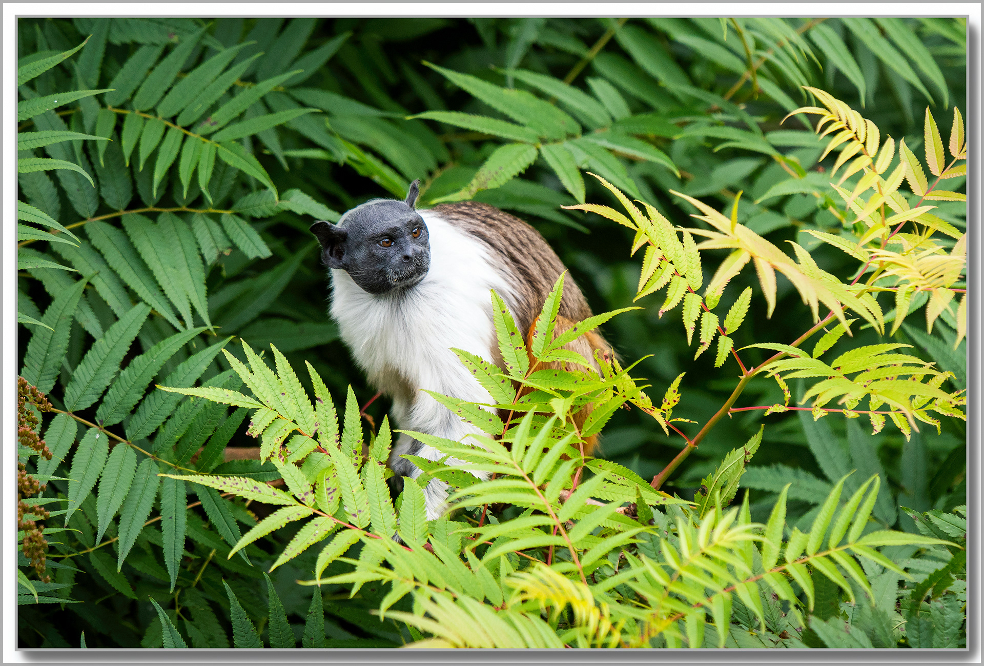 Tamarin bicolore - Saguinus bicolor