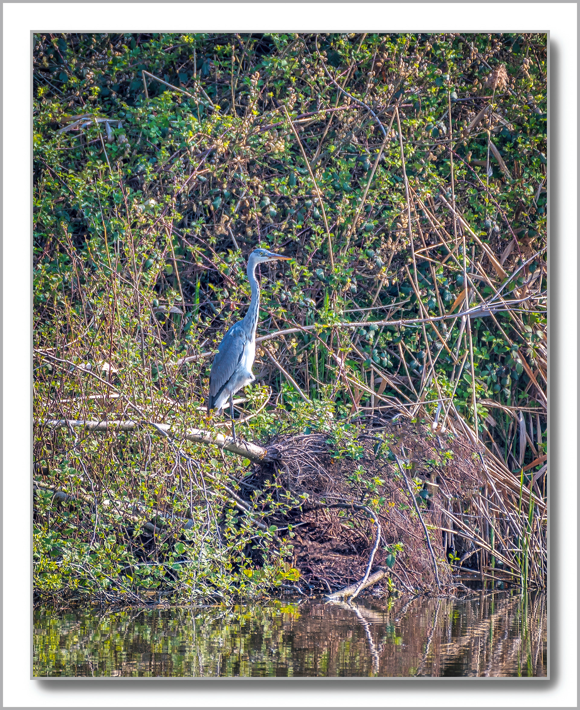 Héron cendré - Ardea cinerea