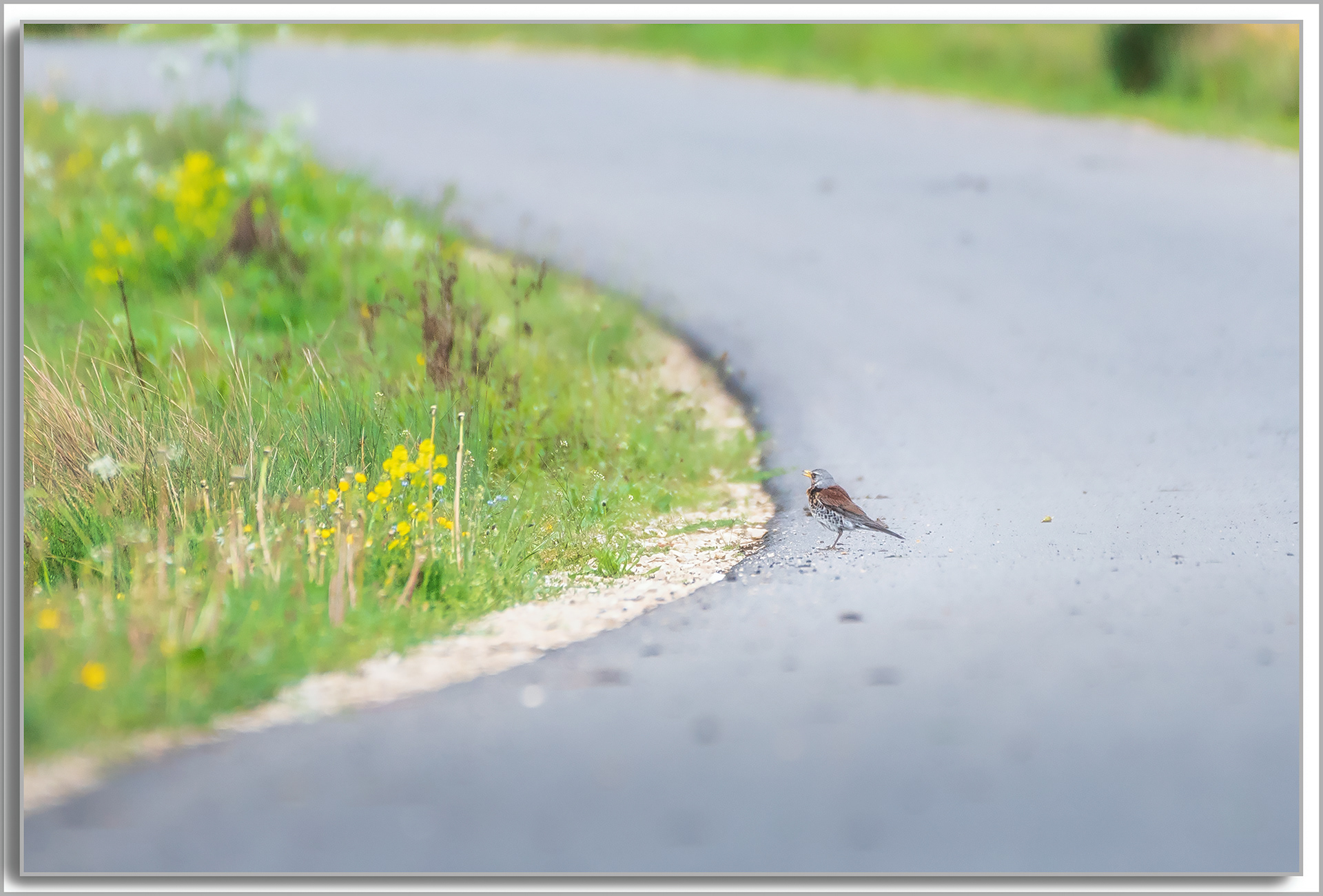 Grive litorne - Turdus pilaris