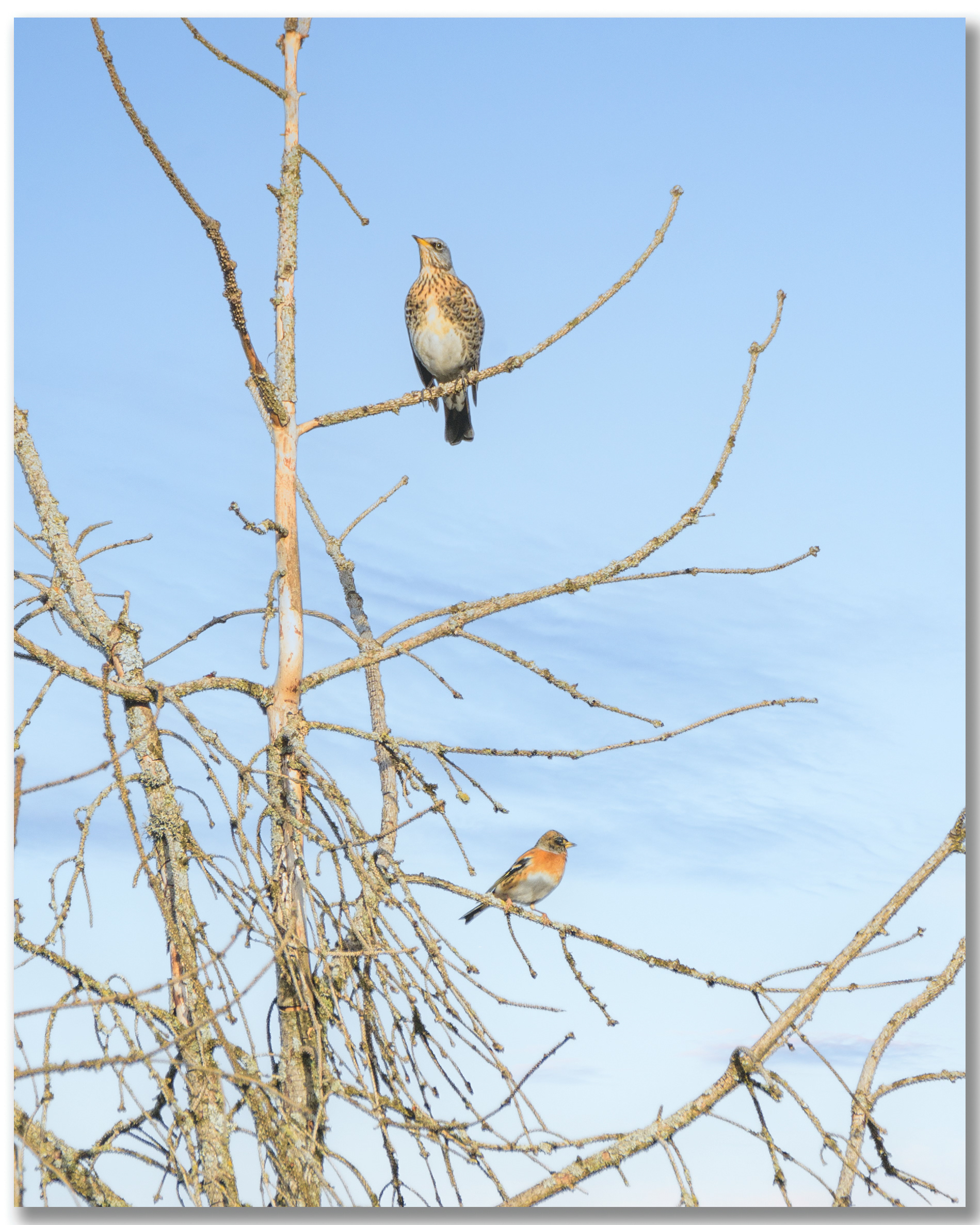 Pinson du nord - Fringilla montifringilla, Grive litorne - Turdus pilaris