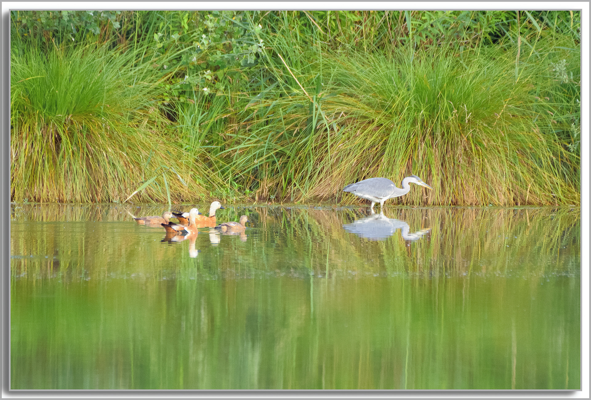 Héron cendré - Ardea Cinerea et Tadorne Casarca - Tadorna ferruginea