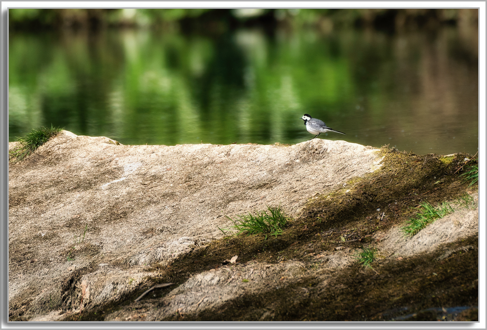 Bergeronnette grise - Motacilla alba