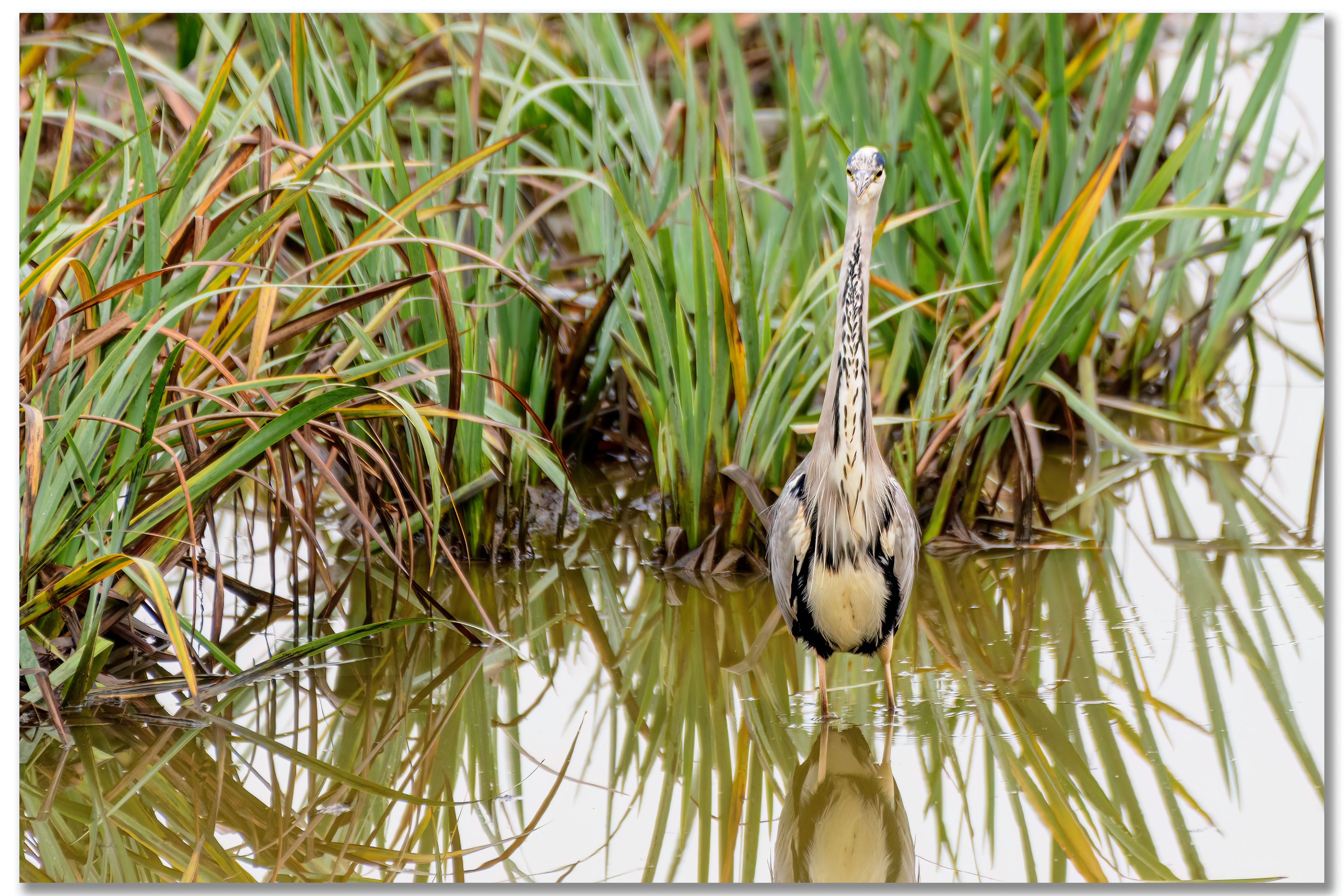 Héron cendré - Ardea Cinerea