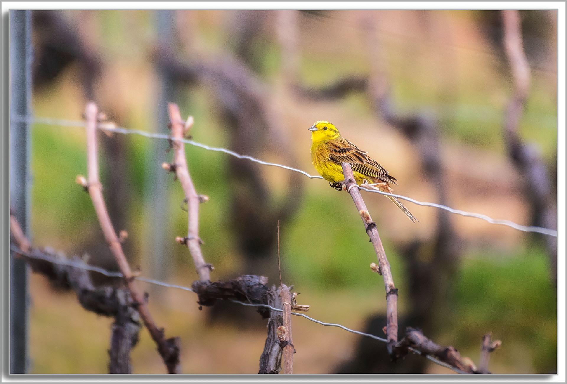 Bruant jaune - Emberiza citrinella