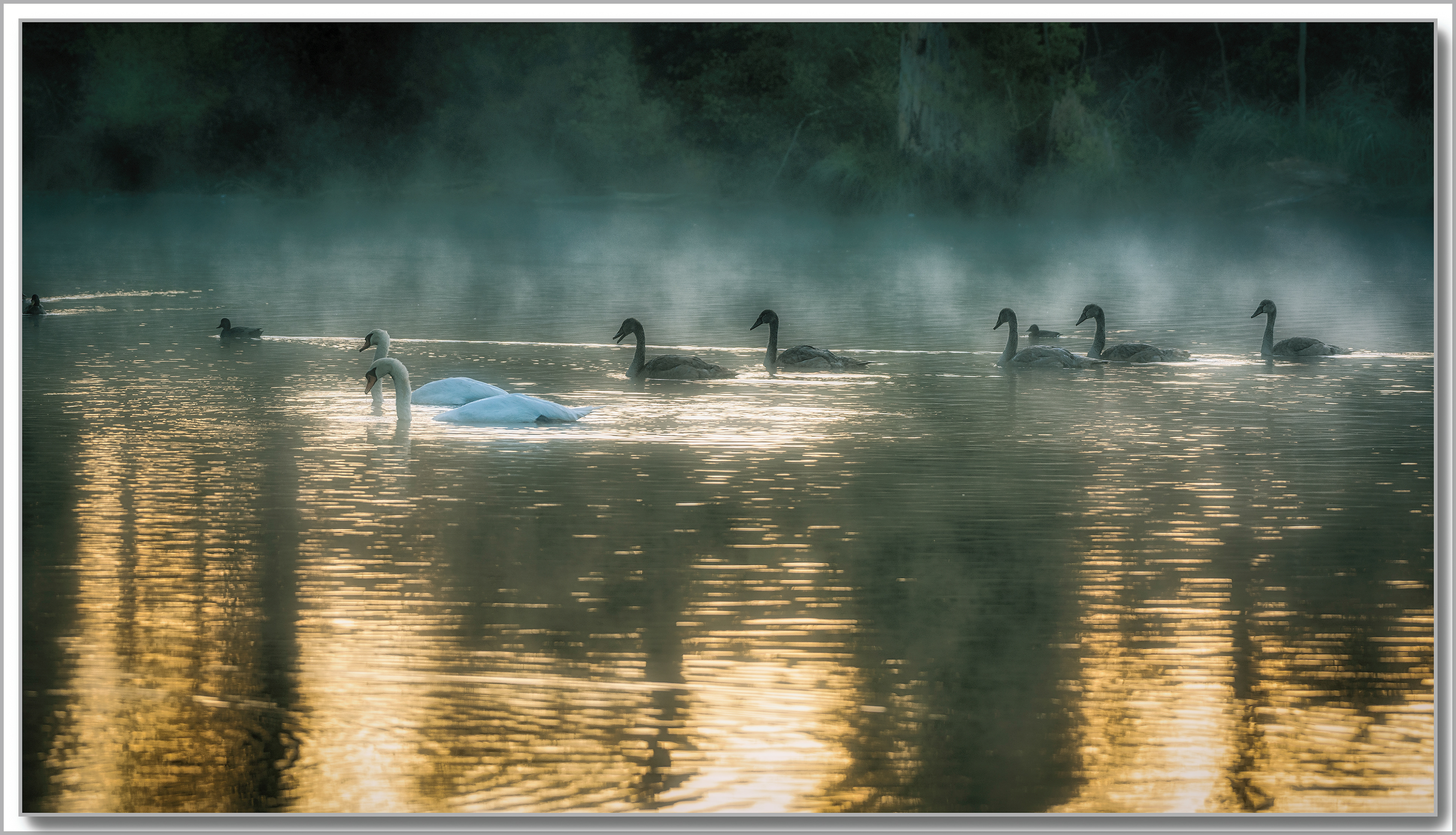 Cygne turberculé - Cygnus Olor