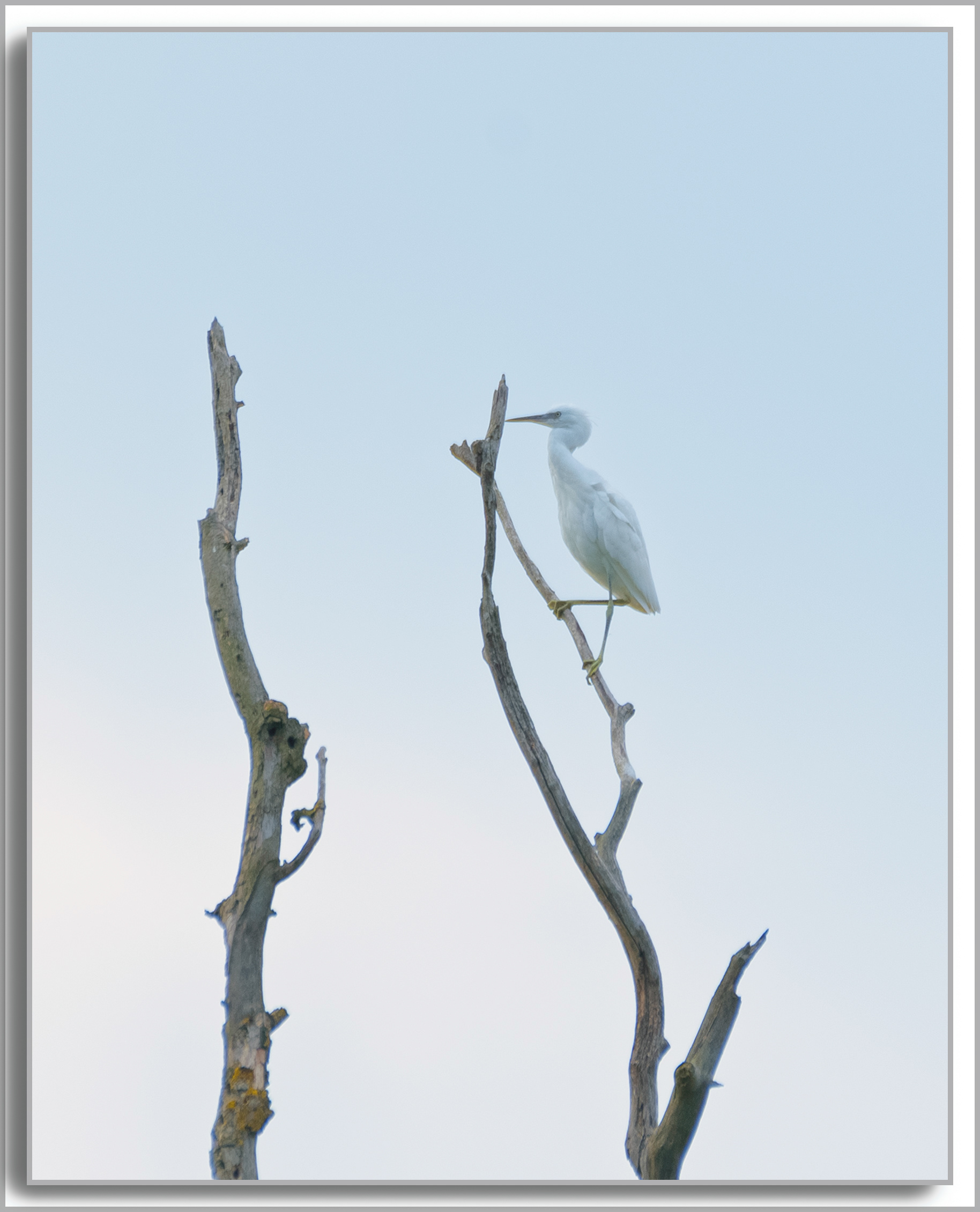 Aigrette Garzette - Egretta Garzetta