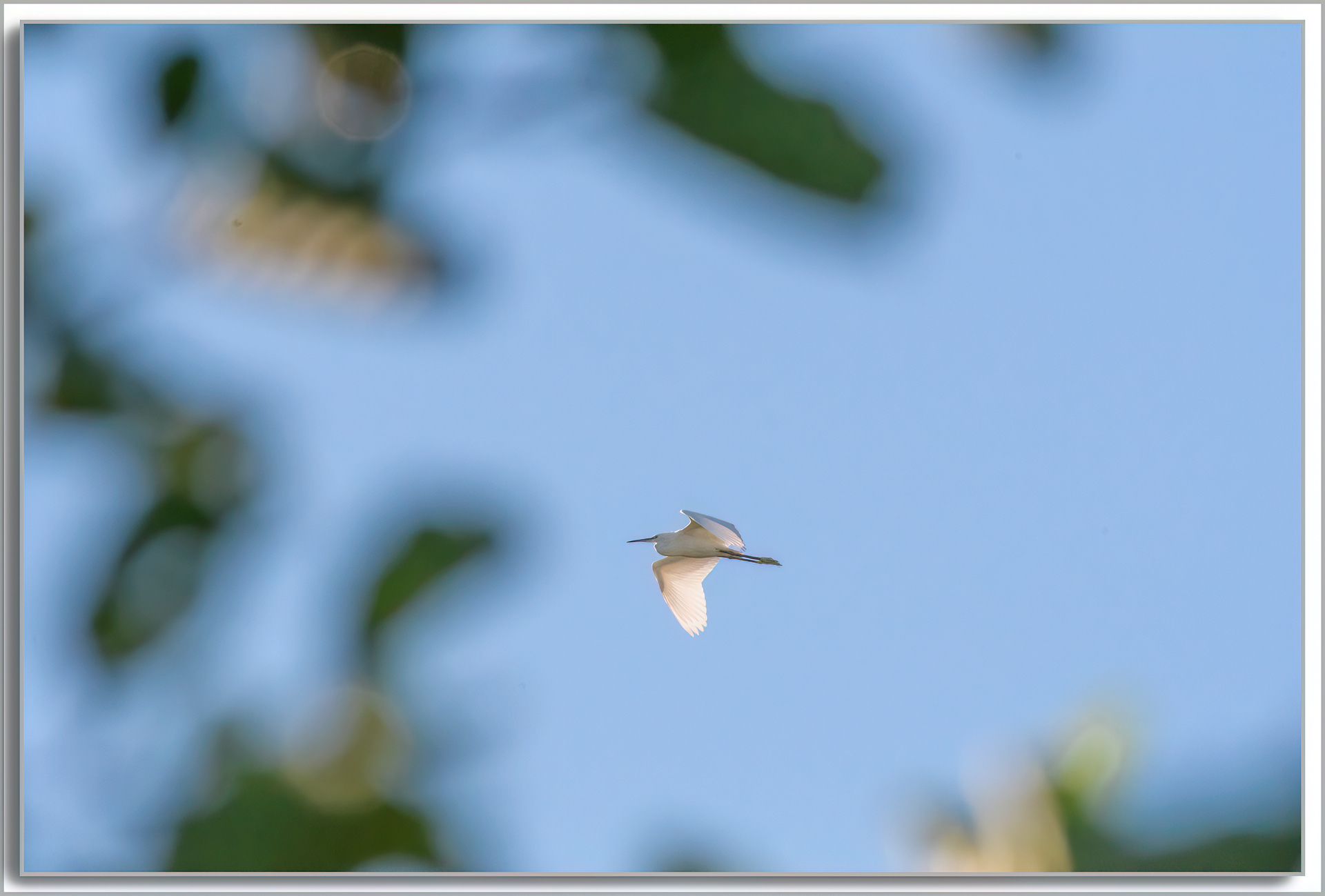 Aigrette Garzette - Egretta Garzetta